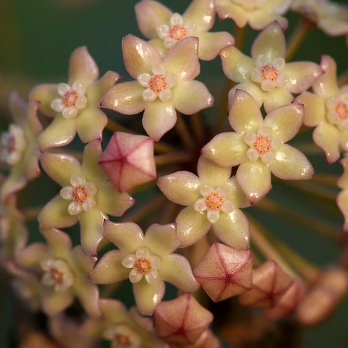 Hoya sp. Rangsan H354 - Image 2