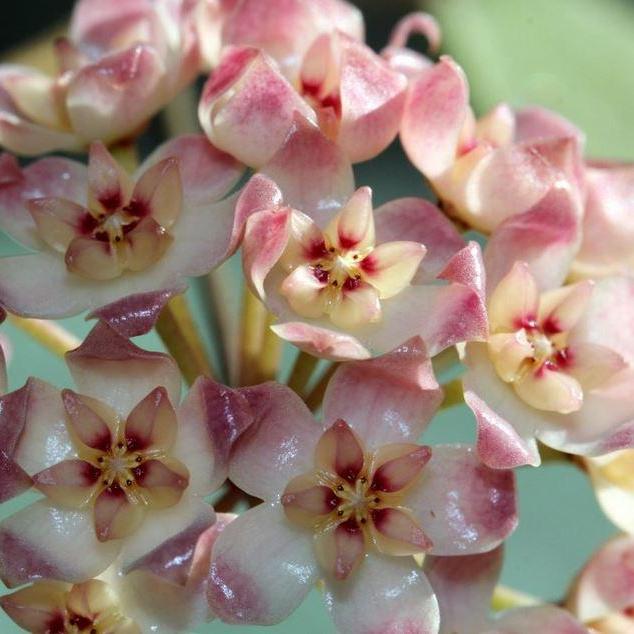 Hoya sp. Sumatra IML 1012 H122 - Image 2