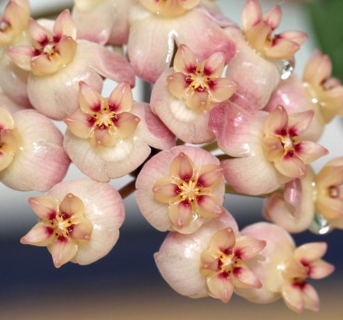 Hoya sp. Sumatra IML 1012 H122 - Image 4
