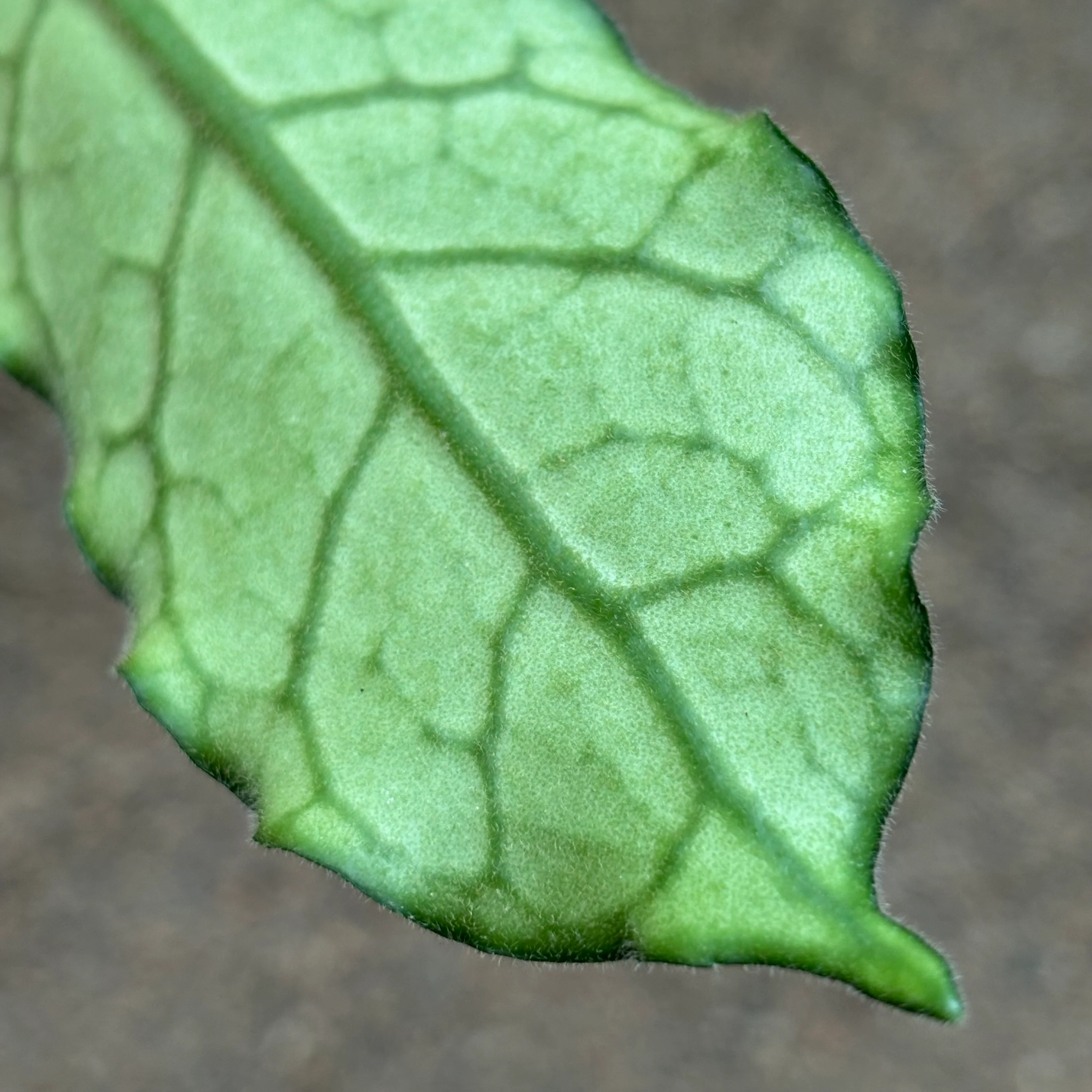 Hoya aff. villosa IML 0905 H117 - Image 2