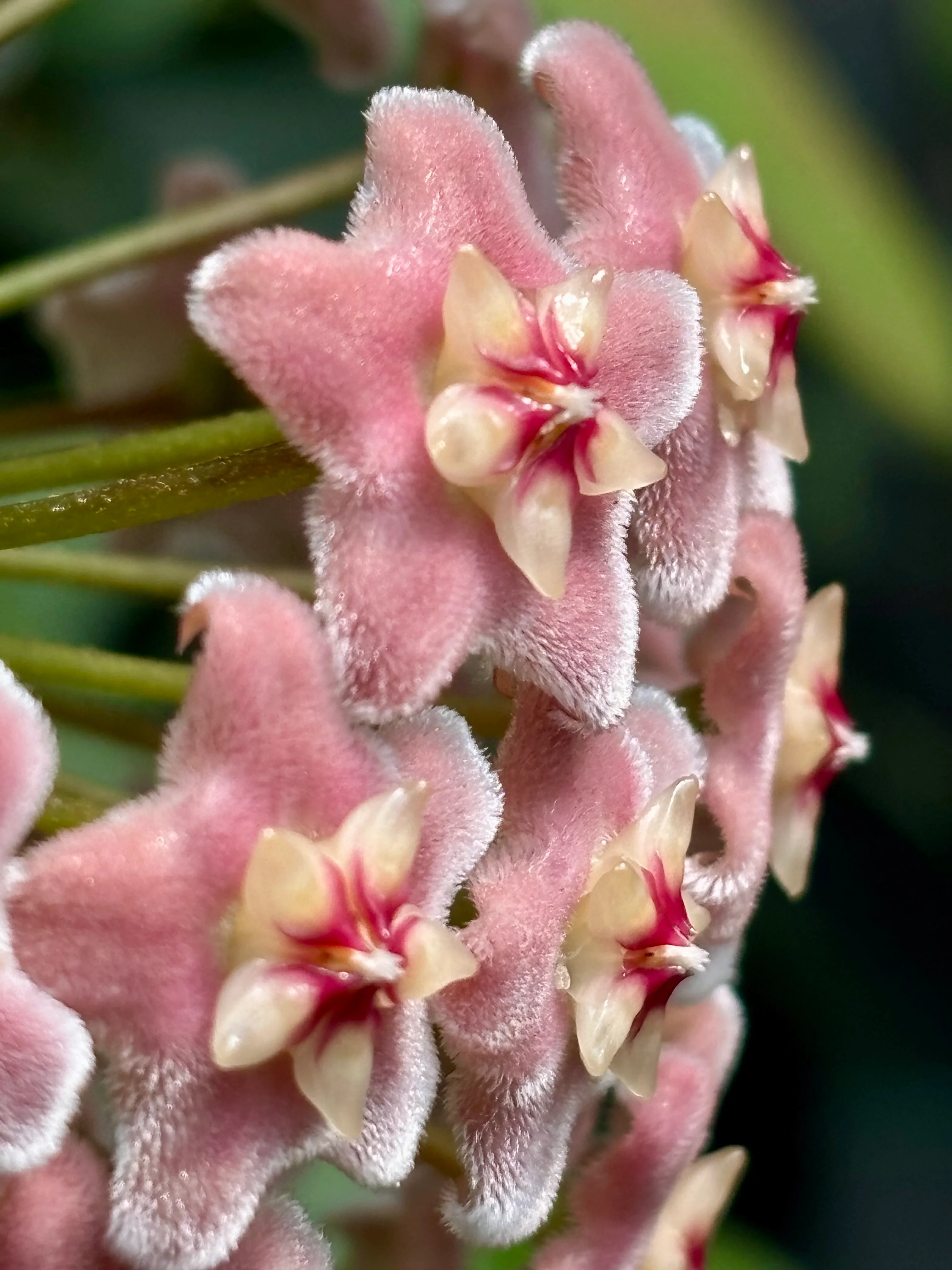 Hoya species 'Pink' H193 - Image 12