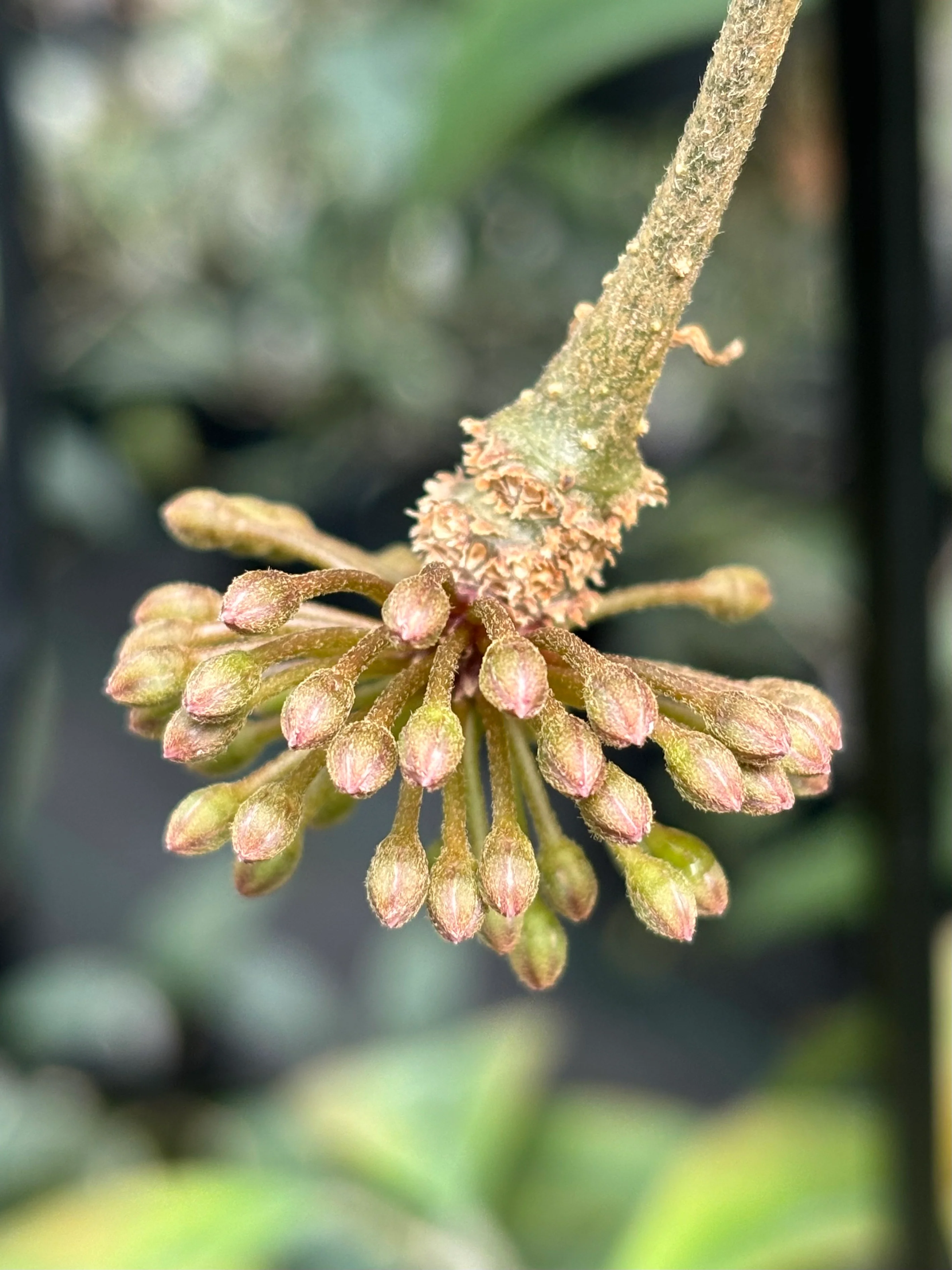 Hoya species 'Pink' H193 - Image 13