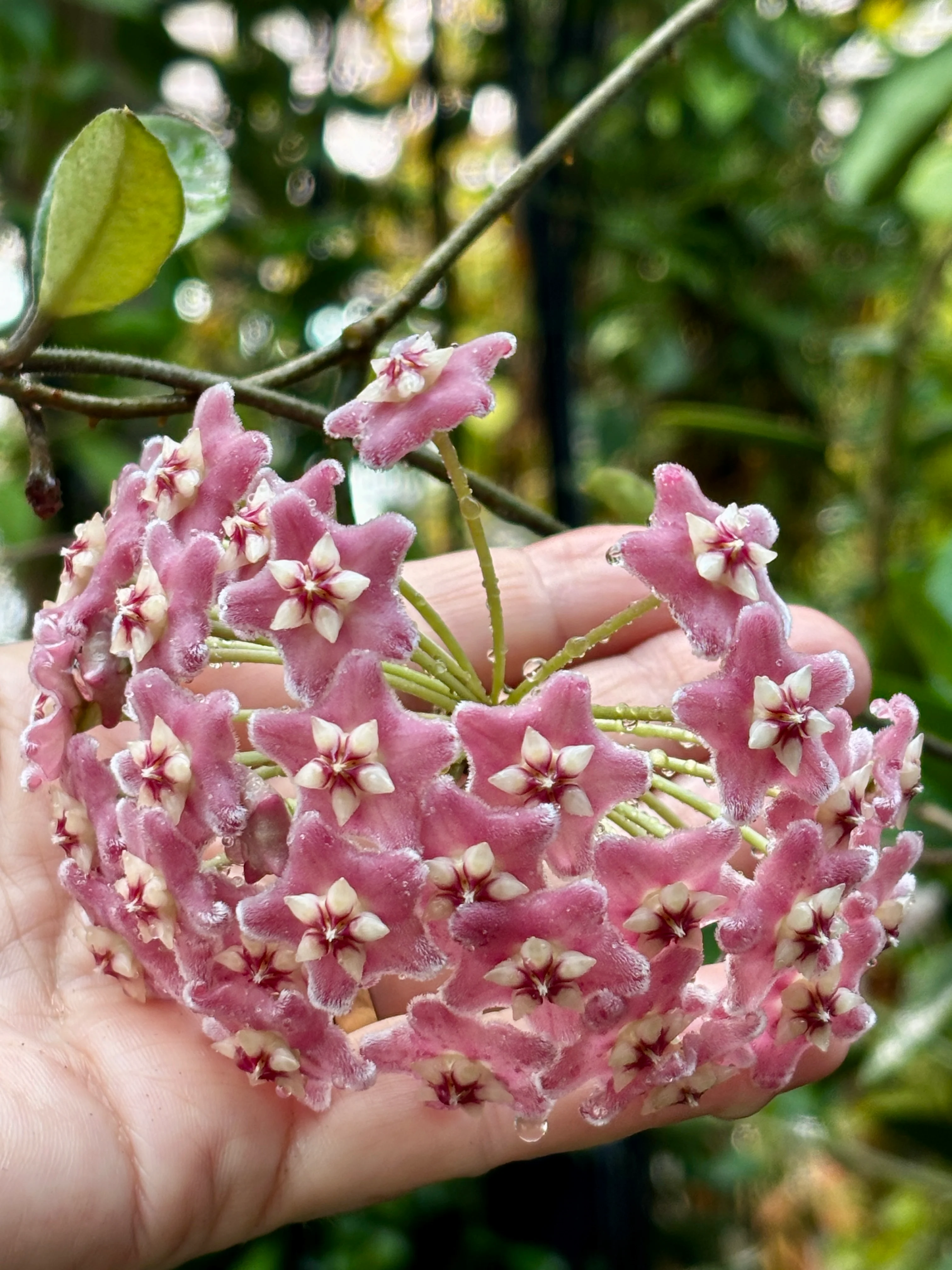 Hoya species 'Pink' H193 - Image 14