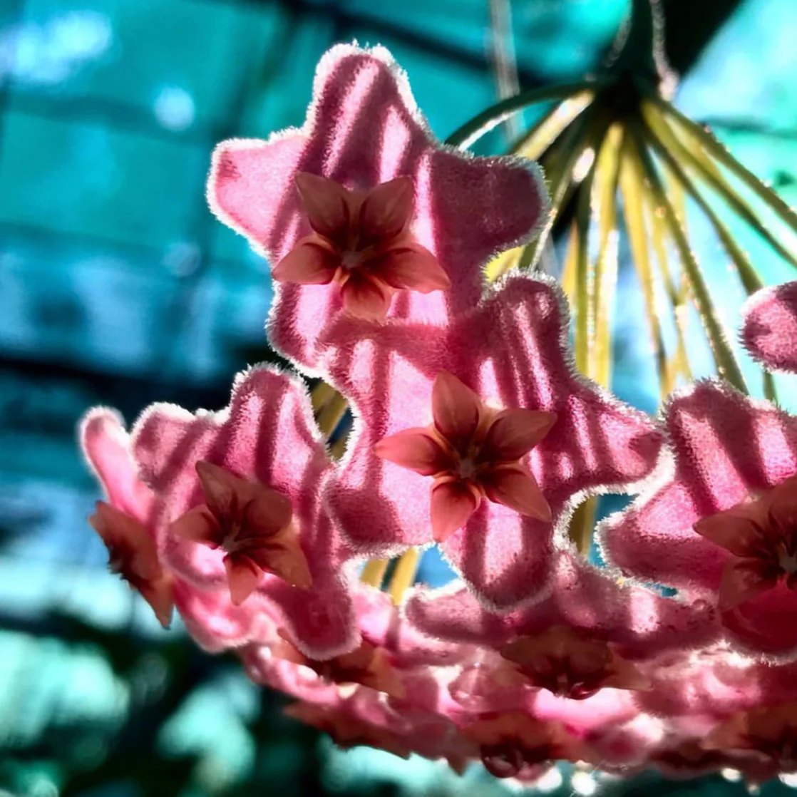 Hoya species 'Pink' H193 - Image 15