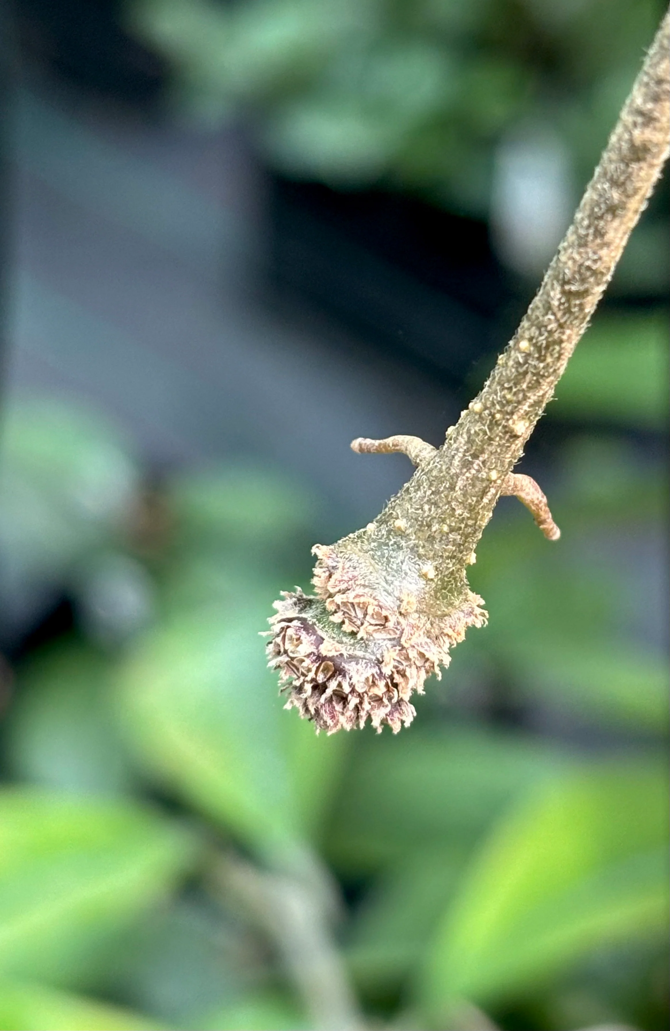 Hoya species 'Pink' H193 - Image 16