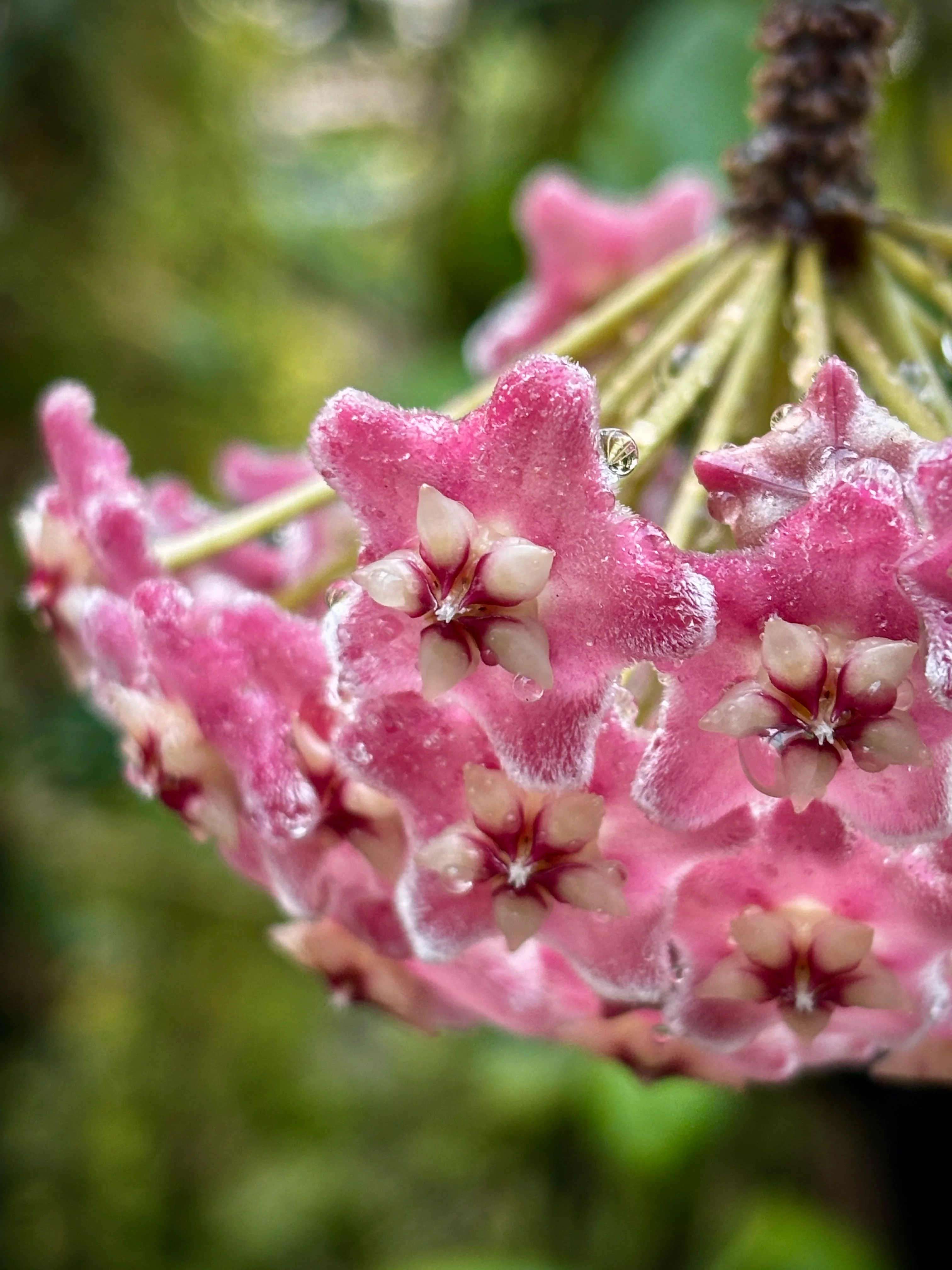 Hoya species 'Pink' H193 - Image 3