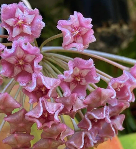 Hoya species 'Pink' H193 - Image 4