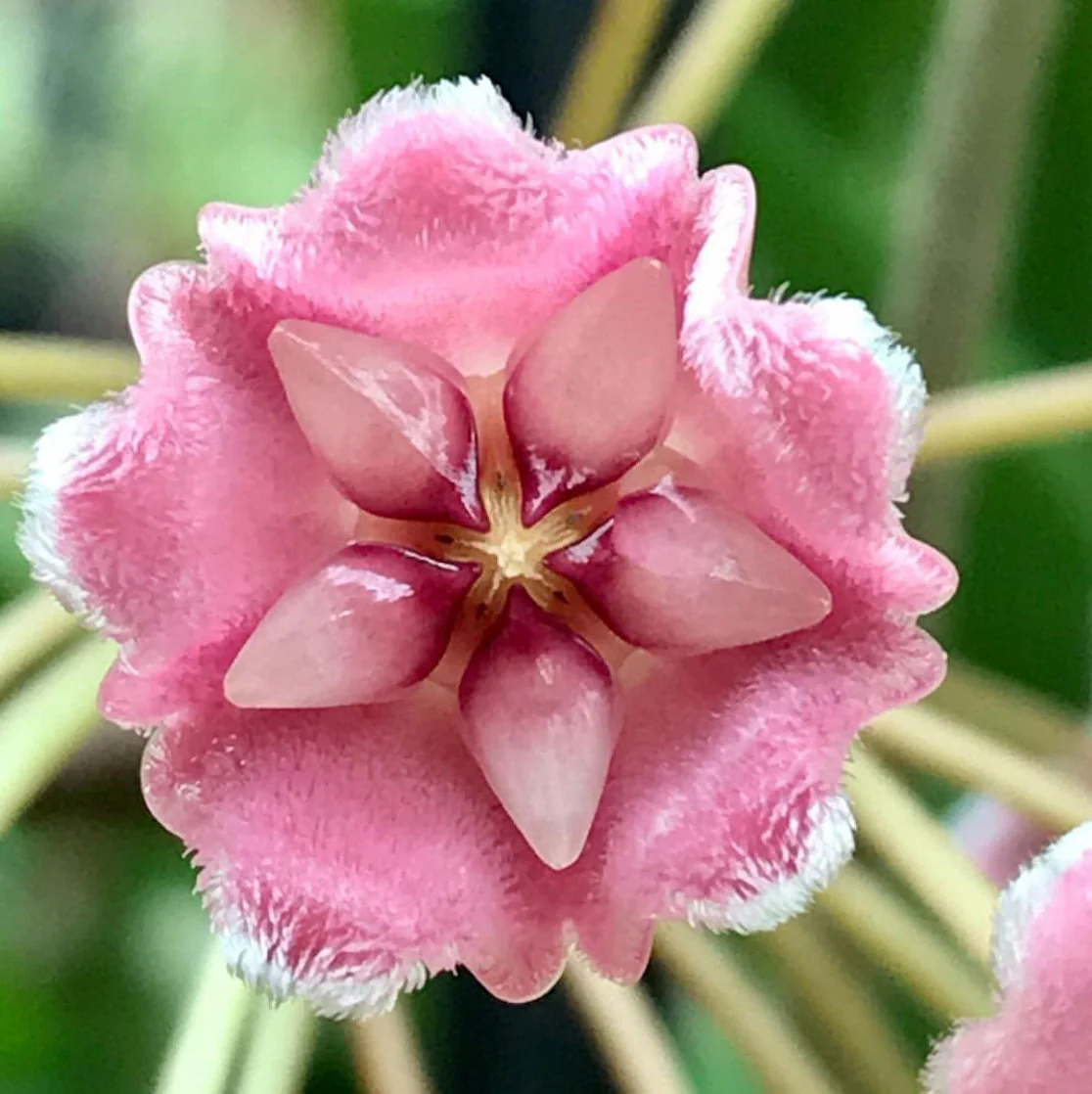 Hoya species 'Pink' H193 - Image 5