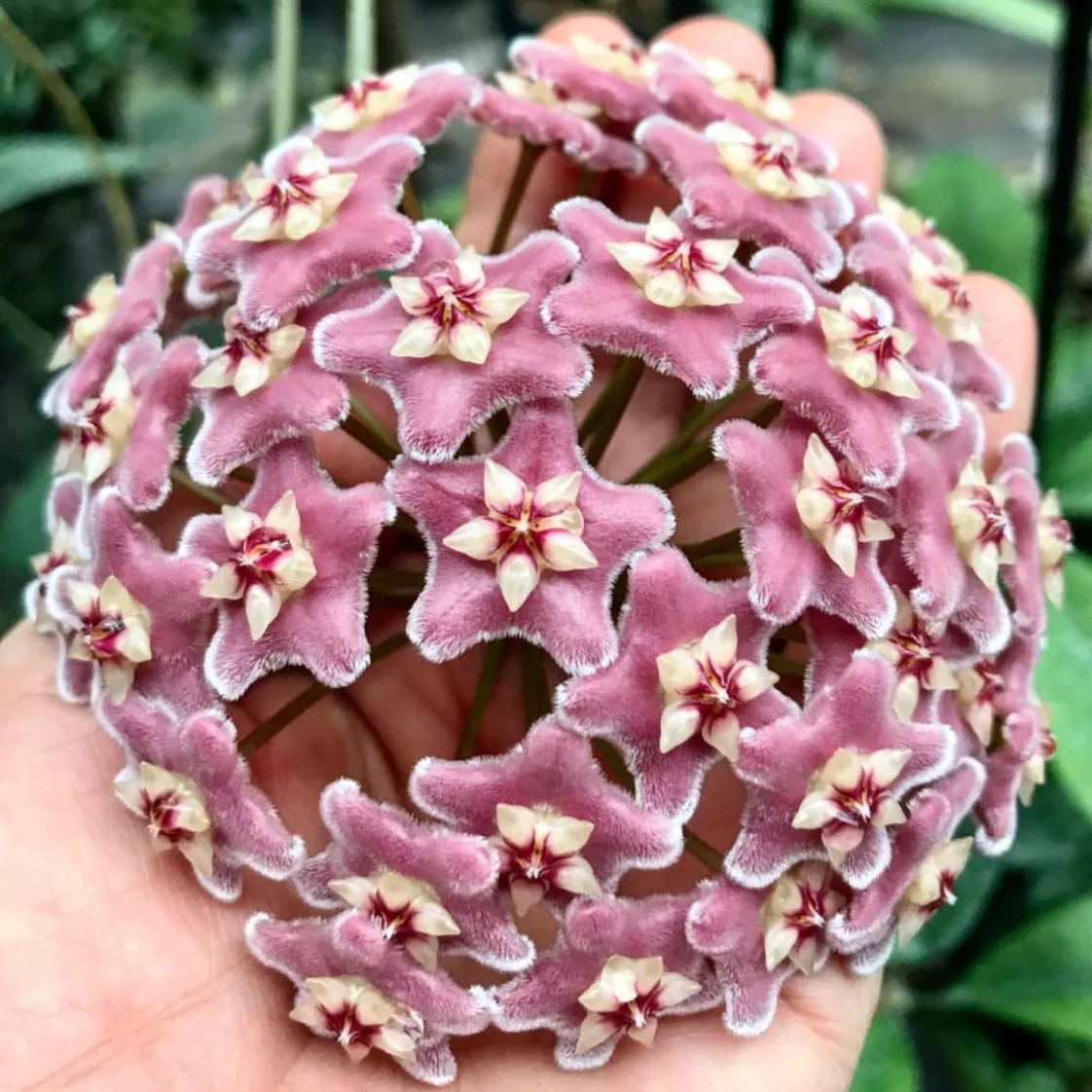 Hoya species 'Pink' H193 - Image 6