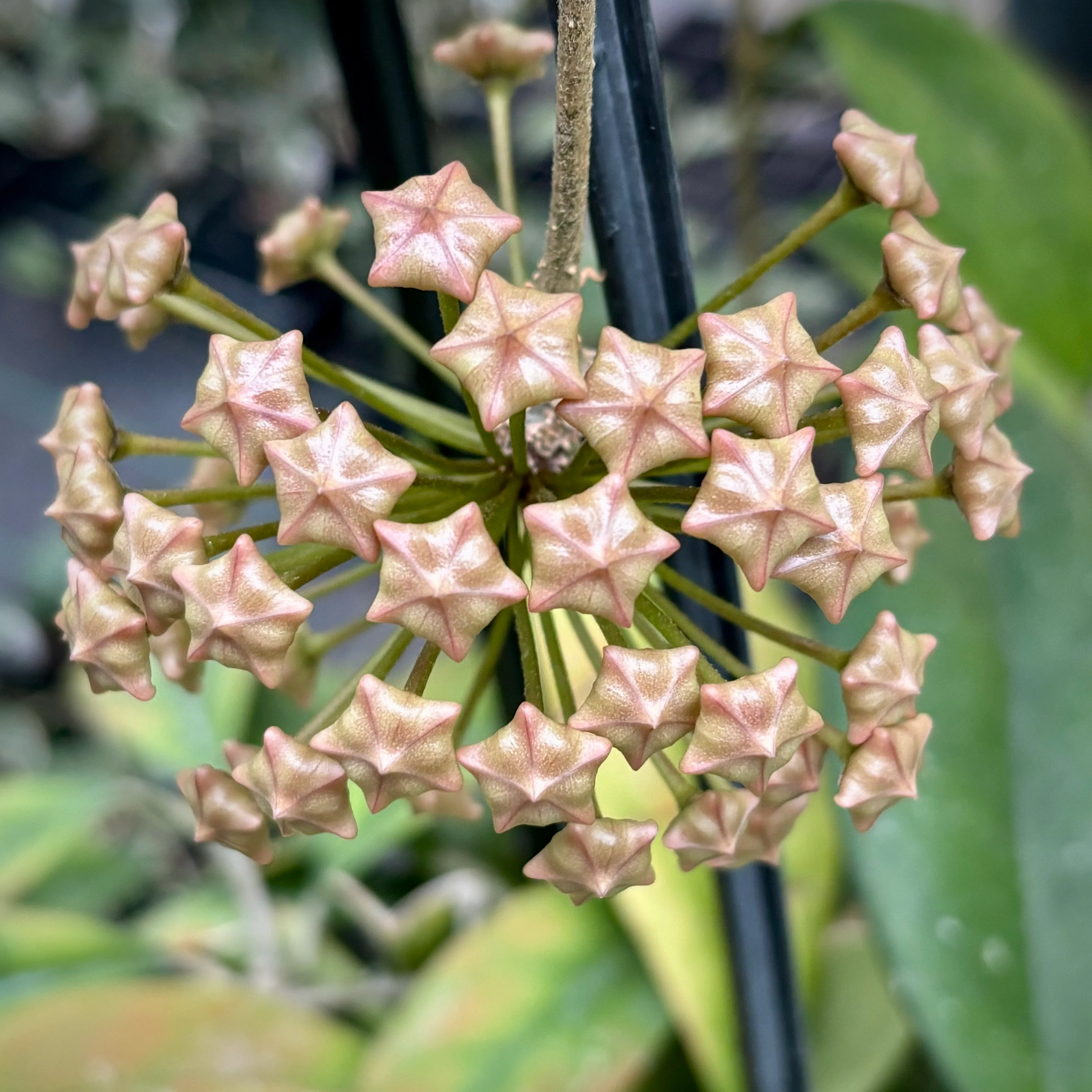 Hoya species 'Pink' H193 - Image 7