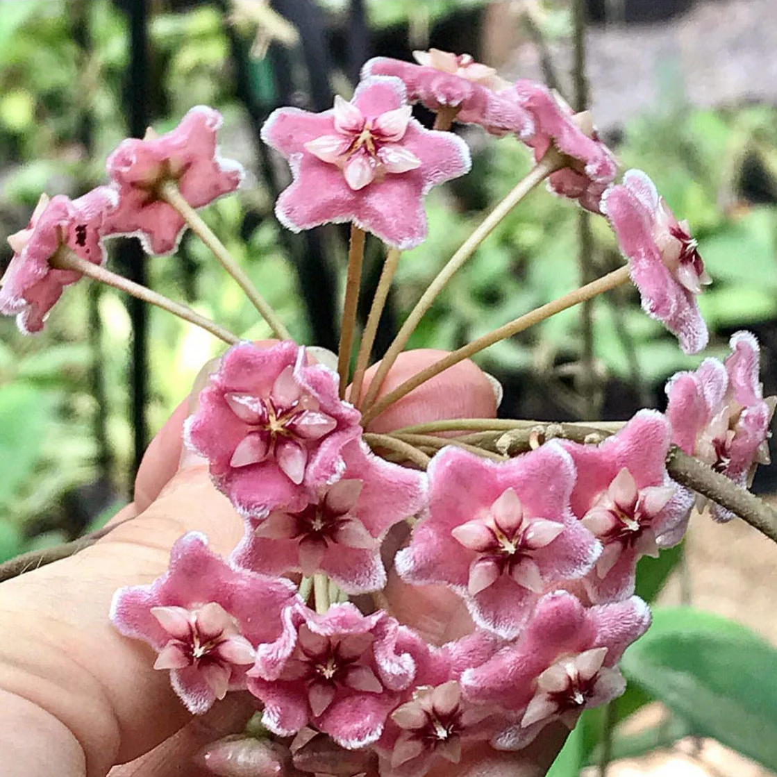 Hoya species 'Pink' H193 - Image 8