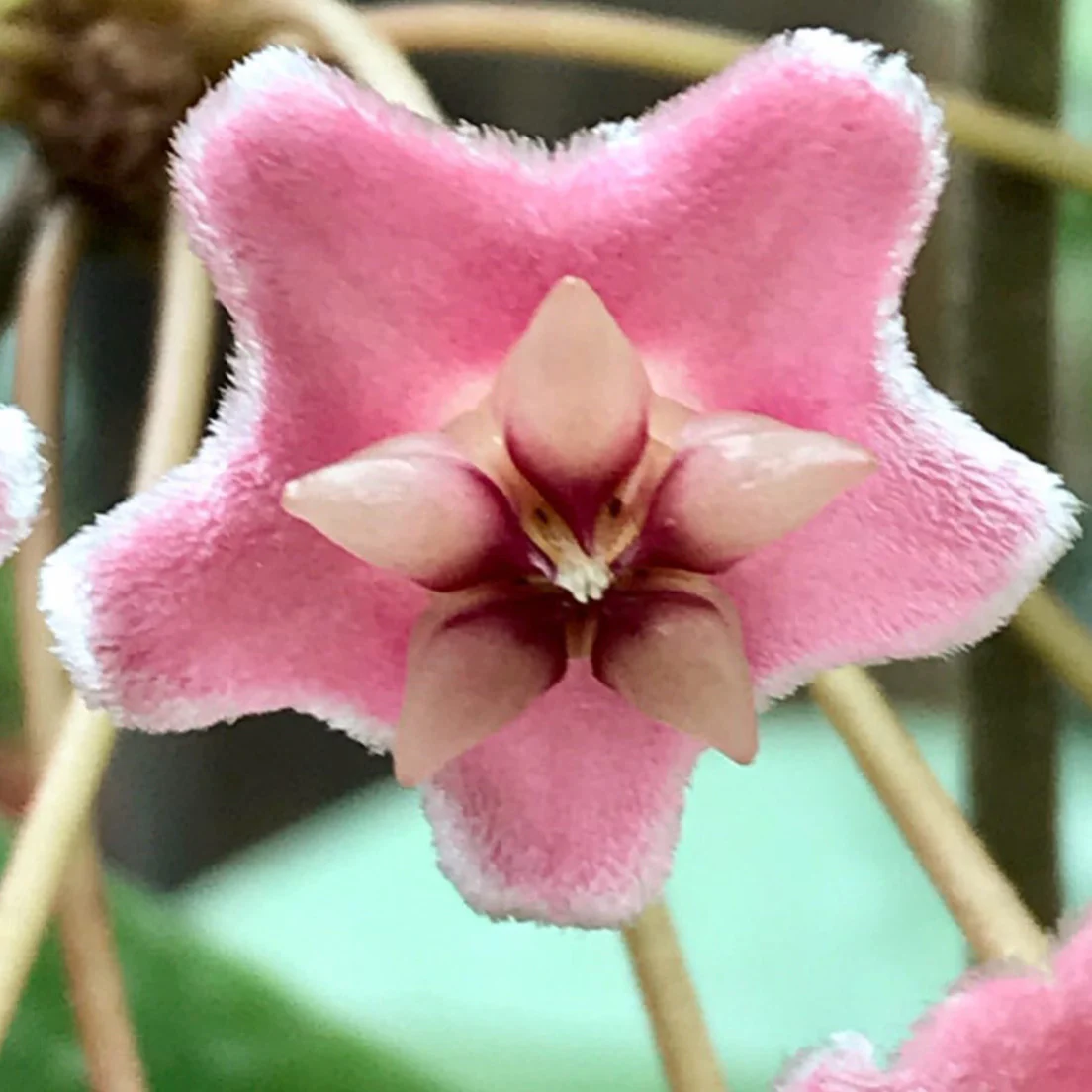 Hoya species 'Pink' H193 - Image 9