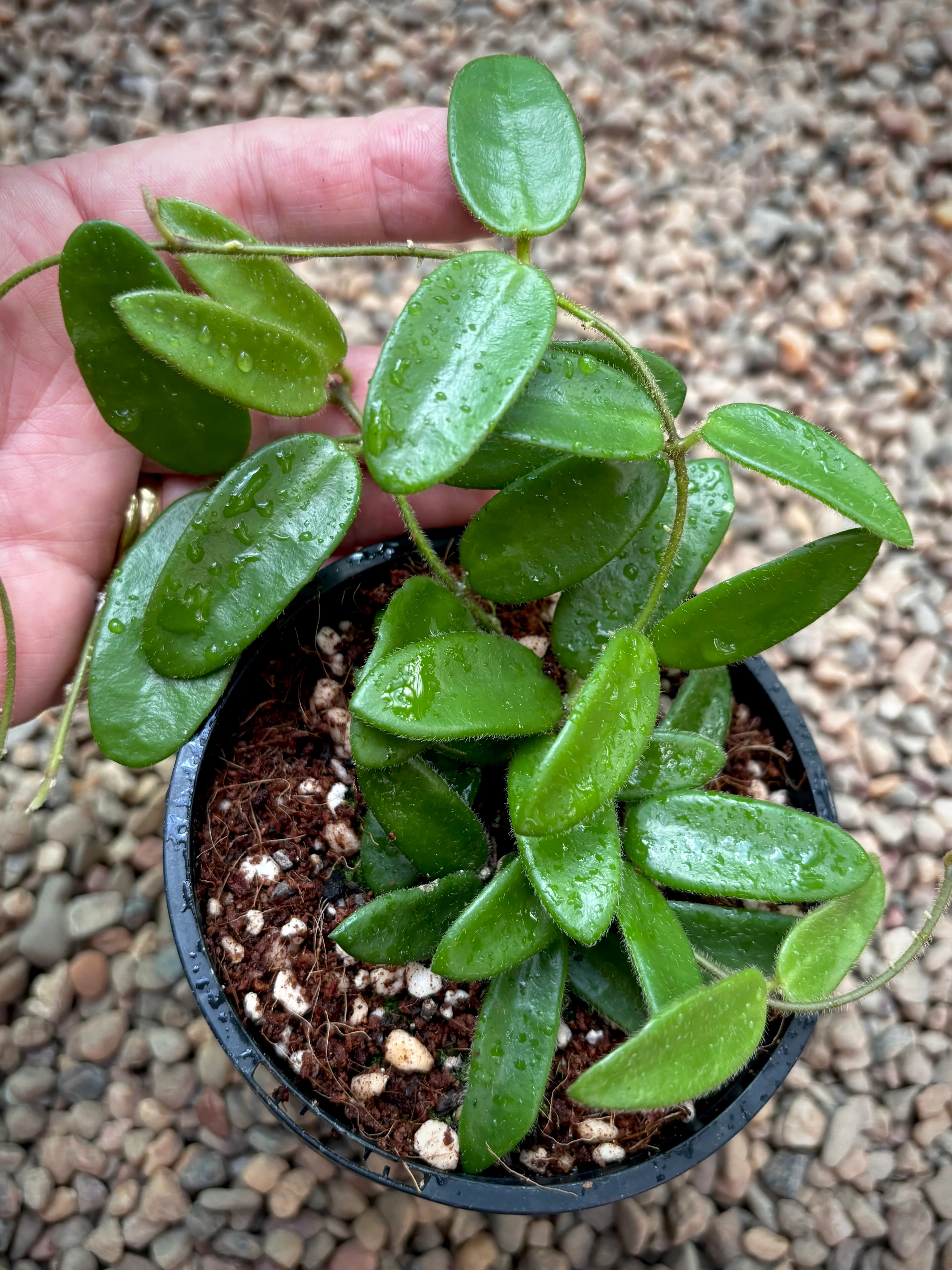 Hoya spectatissima H420 - Image 2