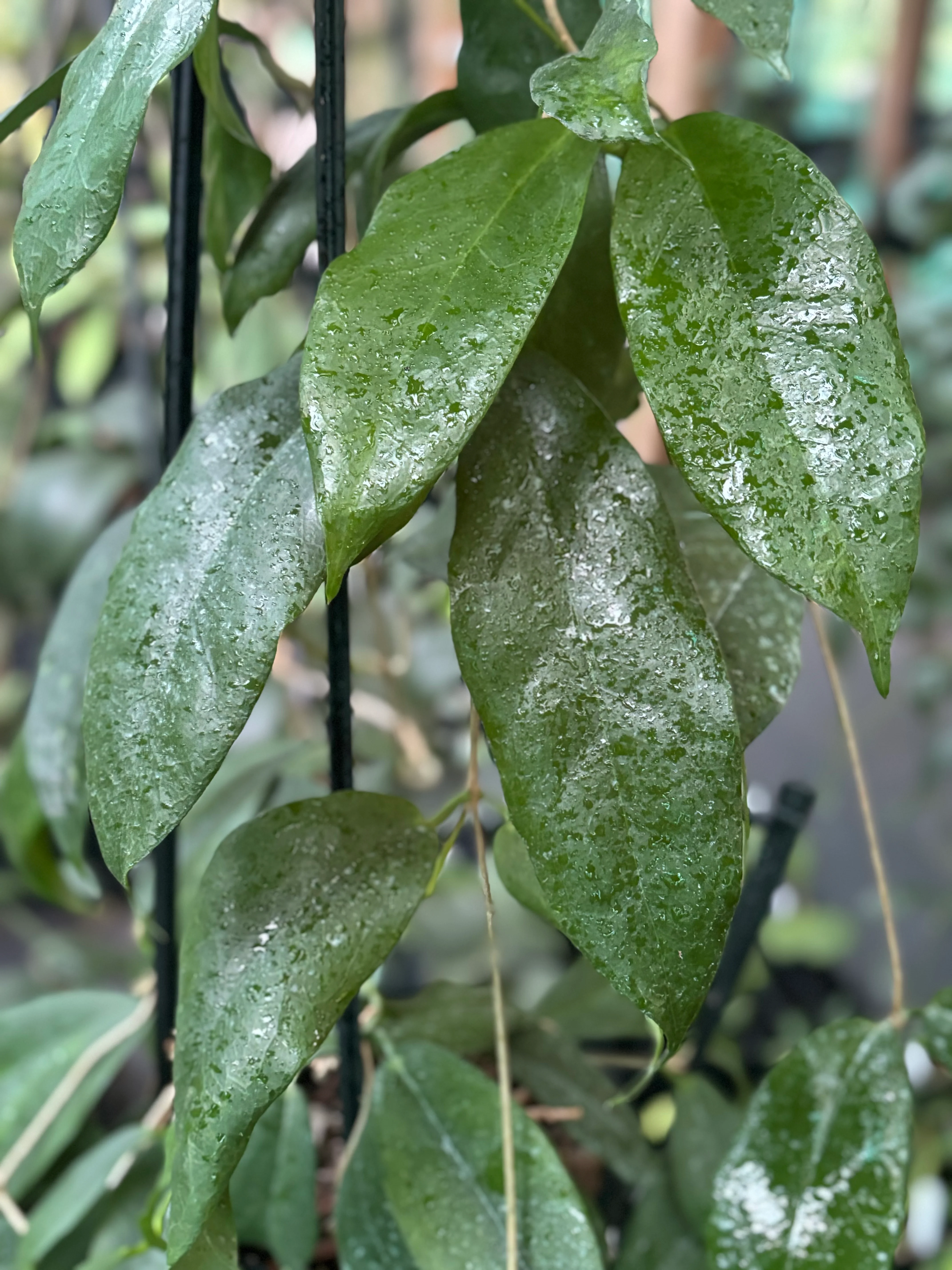 Hoya subcalva IML 0484 H83 - Image 2