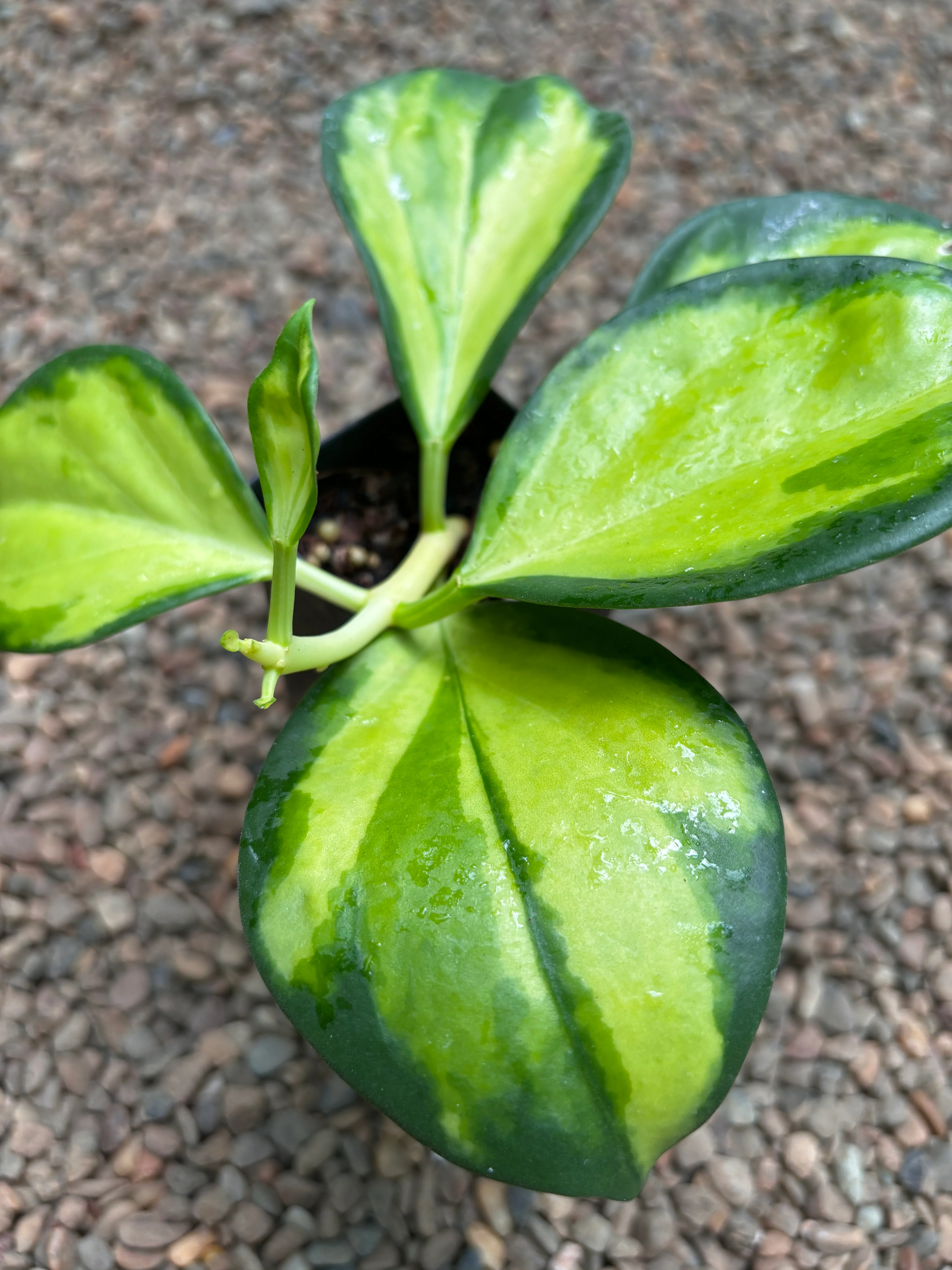 Hoya subquintuplinervis (variegata) H392 - Image 5