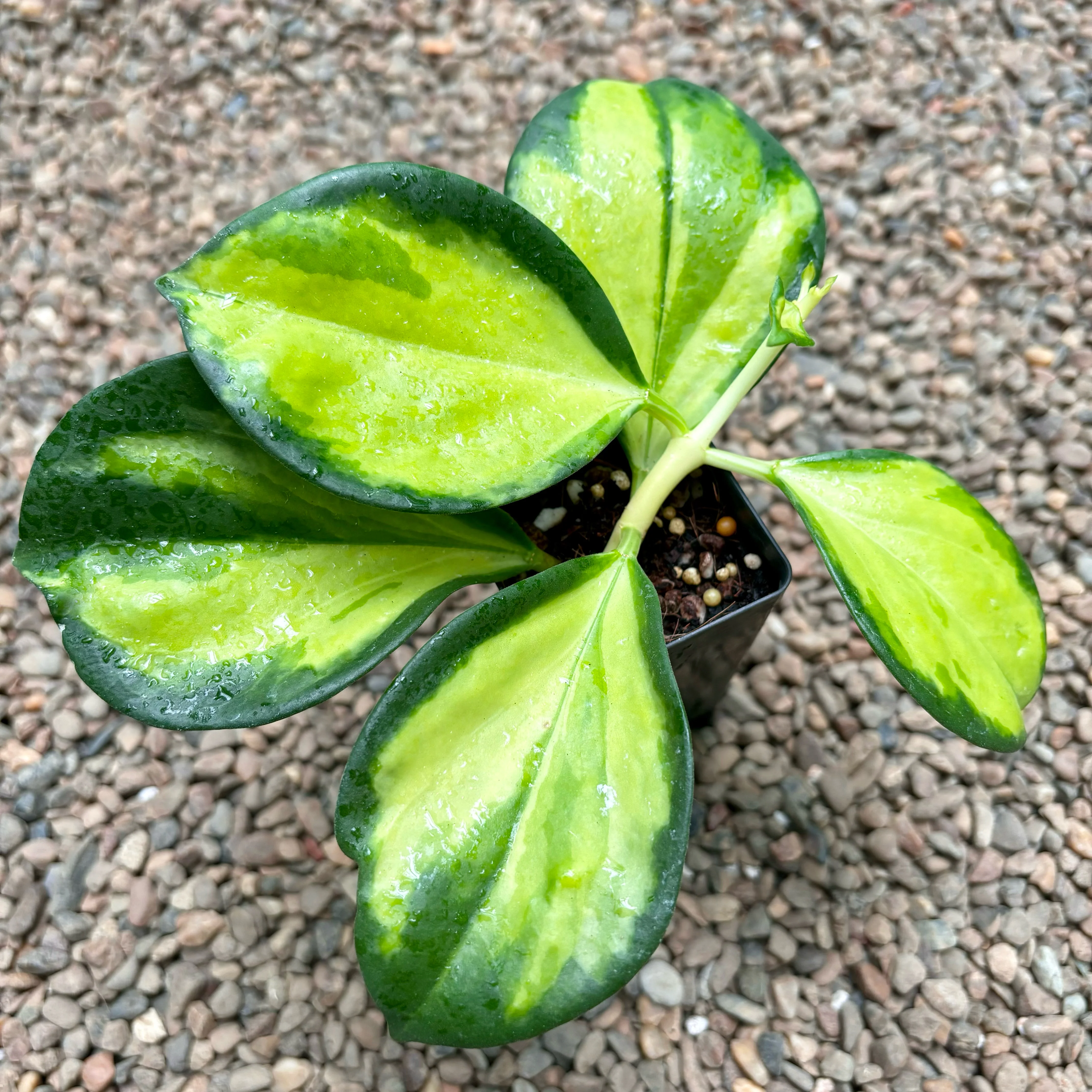 Hoya subquintuplinervis (variegata) H392 - Image 6