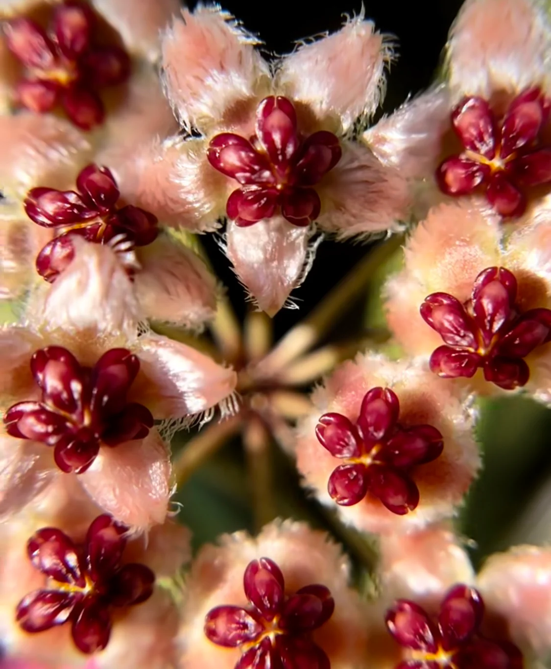 Hoya sulawesiana H427 - Image 4