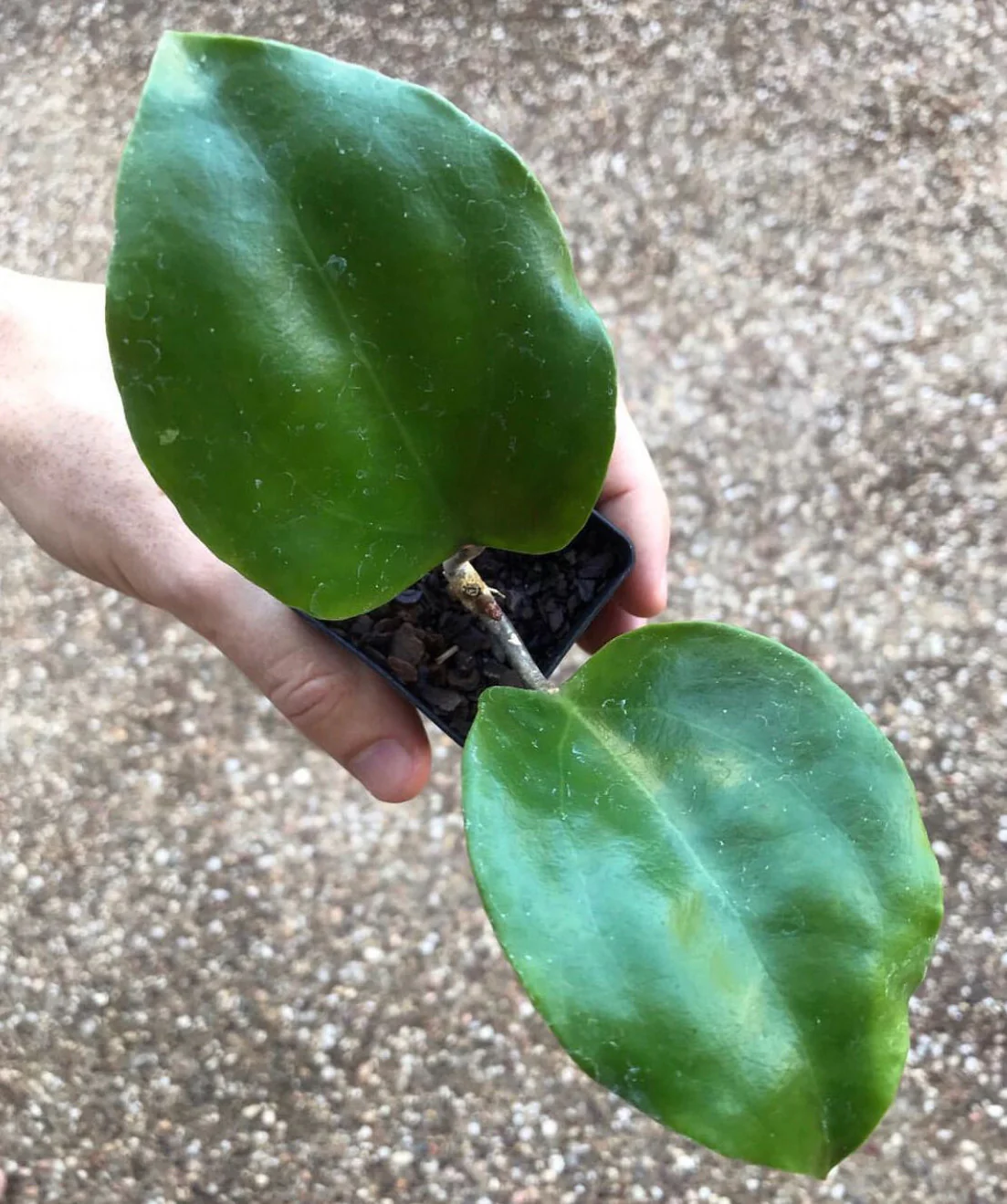 Hoya surigaoensis IML 1693 H85 - Image 6