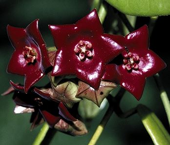 Hoya sussuela H17 - Image 3