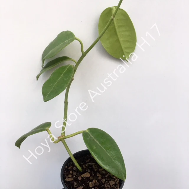 Hoya sussuela H17 - Image 6