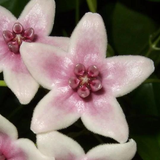 Hoya tannaensis IML 0463 H242