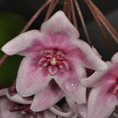 Hoya tannaensis IML 0463 H242 - Image 5