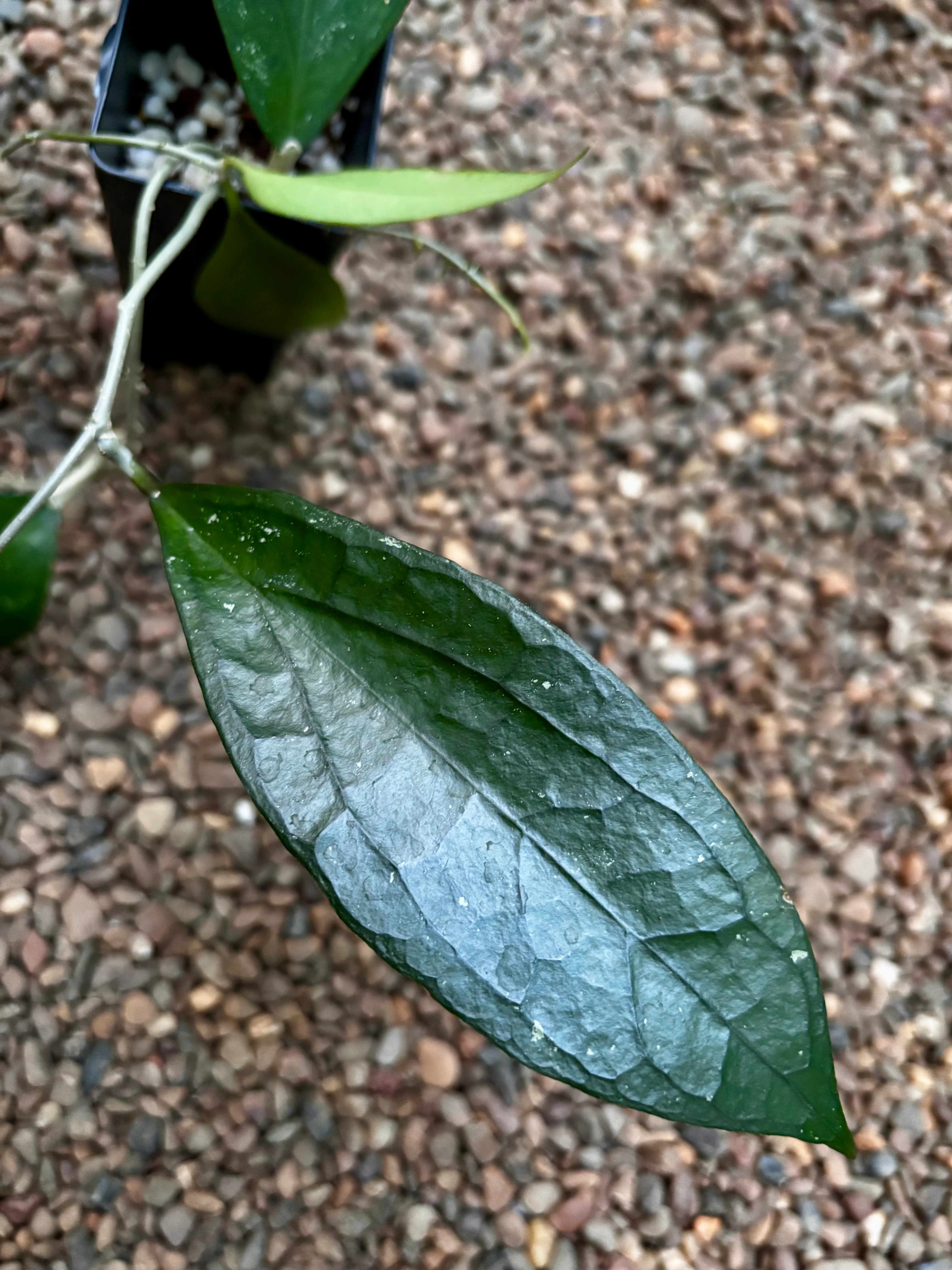 Hoya 'Tequila Sunrise' H449 - Image 2