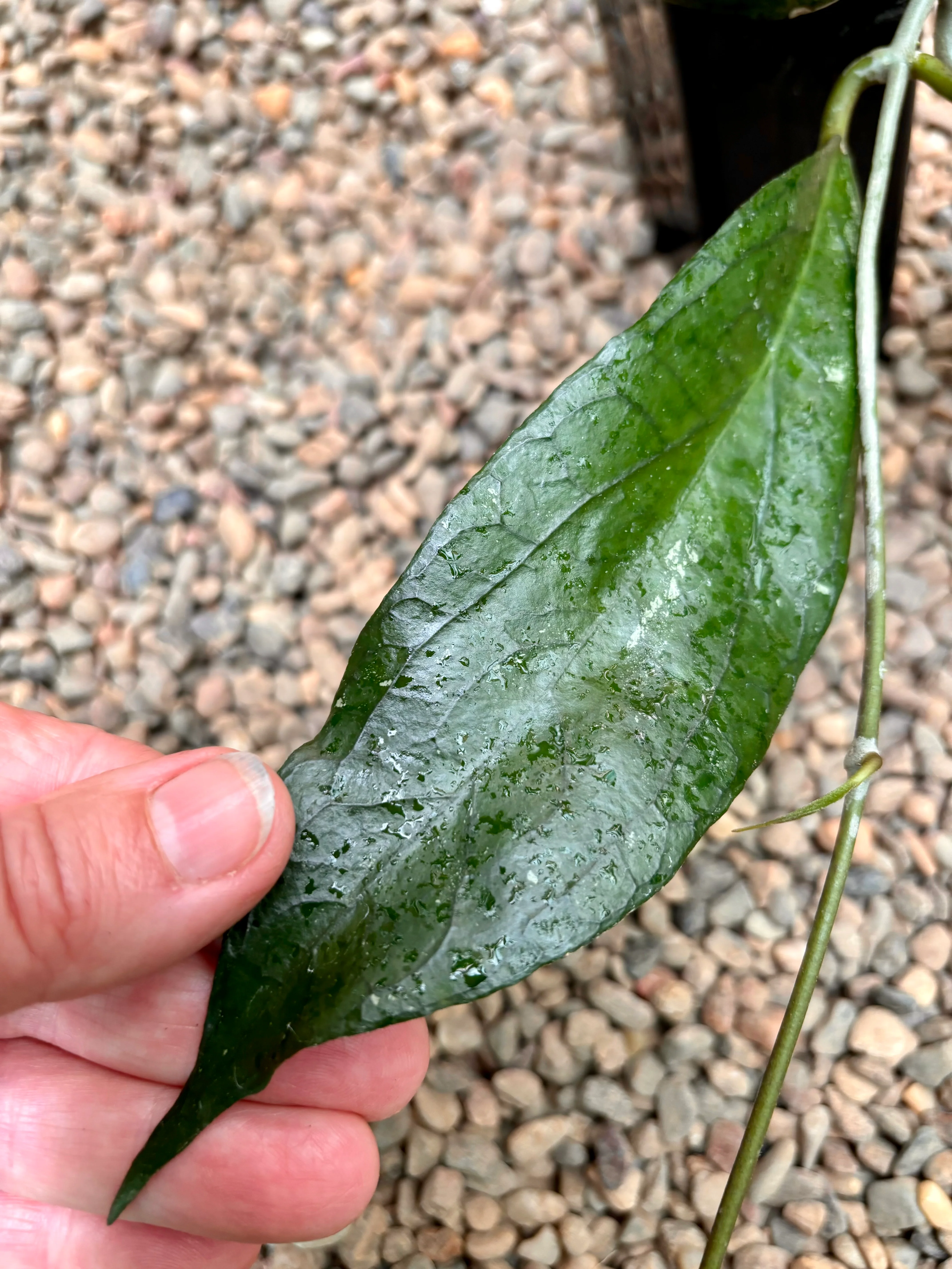 Hoya 'Tequila Sunrise' H449 - Image 3