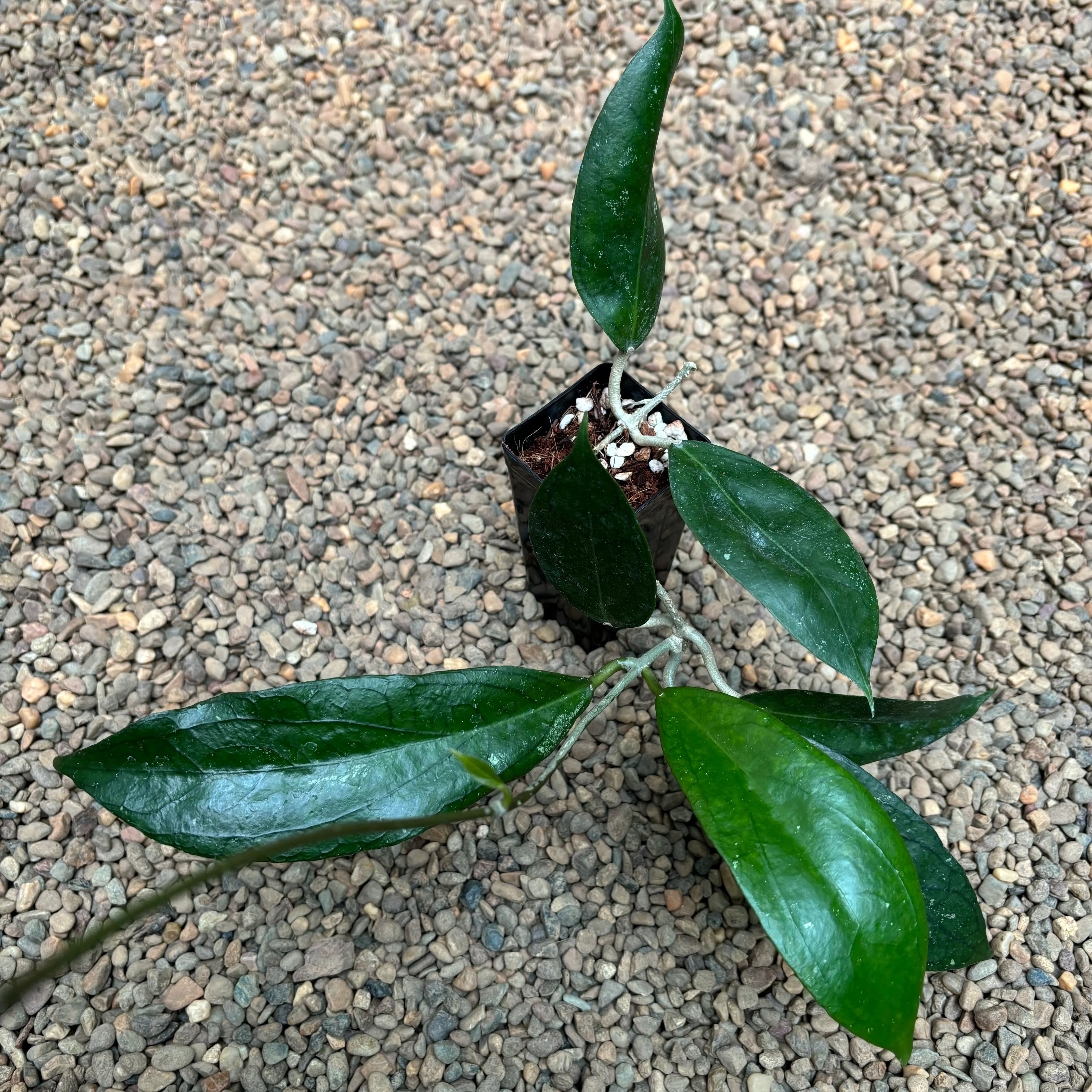 Hoya 'Tequila Sunrise' H449 - Image 5