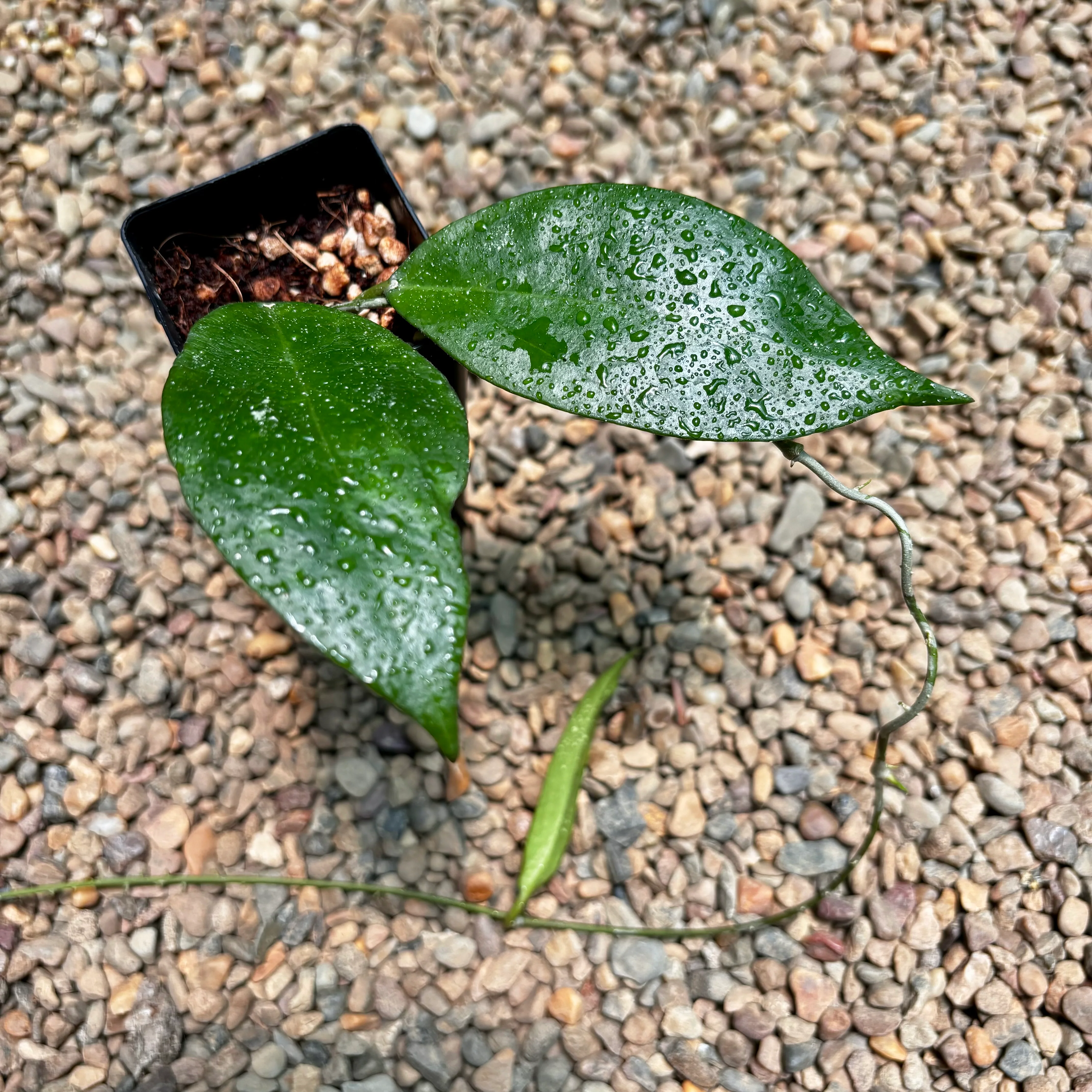 Hoya 'Tequila Sunrise' H449 - Image 7