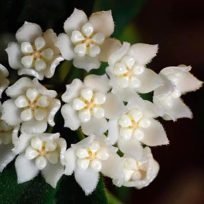 Hoya thomsonii (white) IML 1177 H260 - Image 2