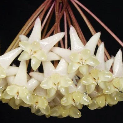 Hoya thuathienhuensis H480 - Image 3