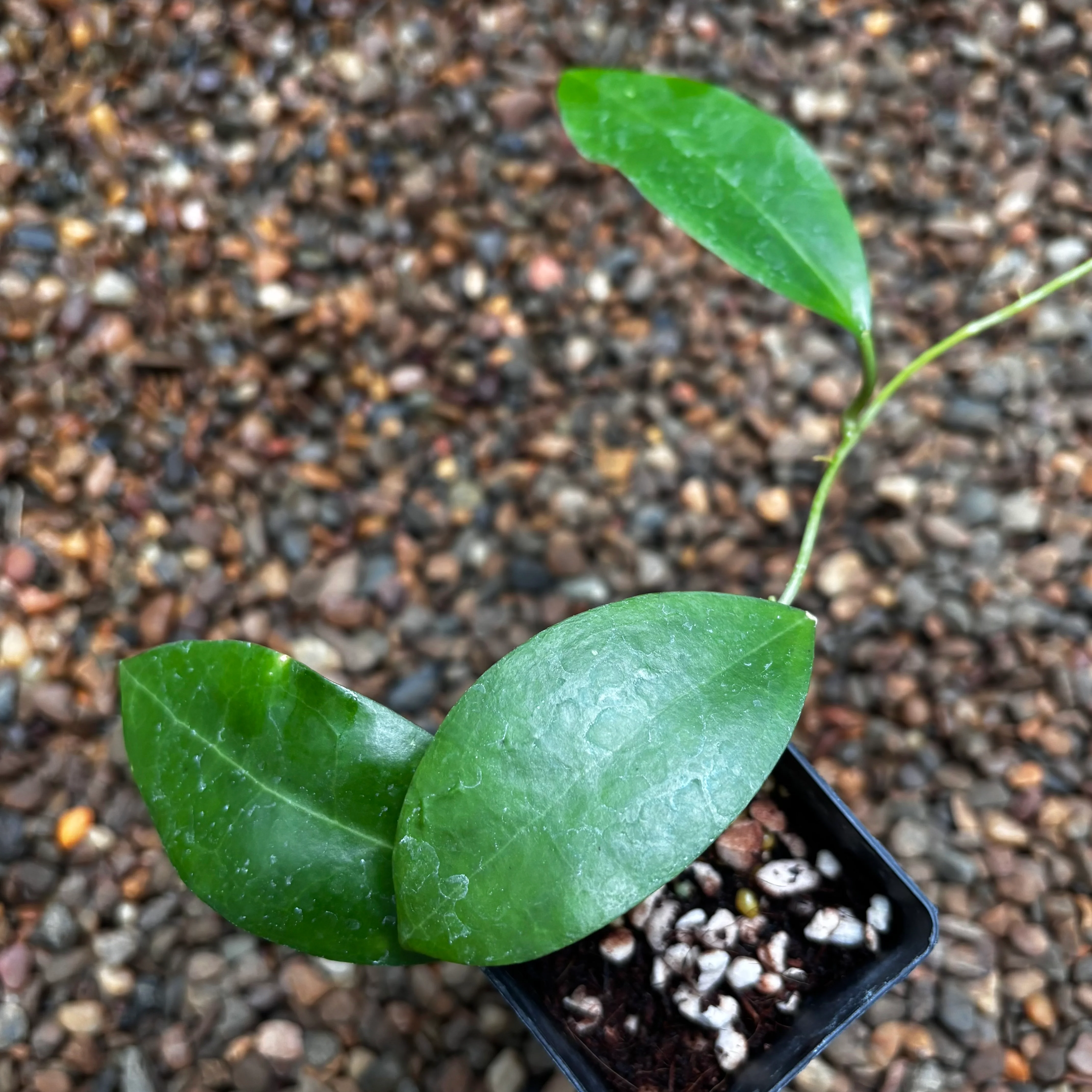Hoya tomataensis Sulawesi IML 1632 H295 - Image 3
