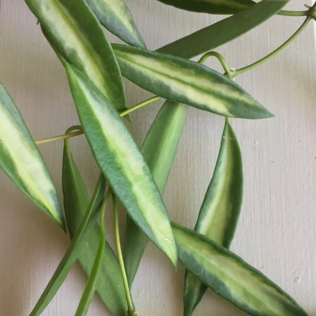 Hoya tsangii (variegata) H214 - Image 2