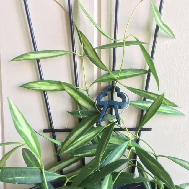 Hoya tsangii (variegata) H214 - Image 3