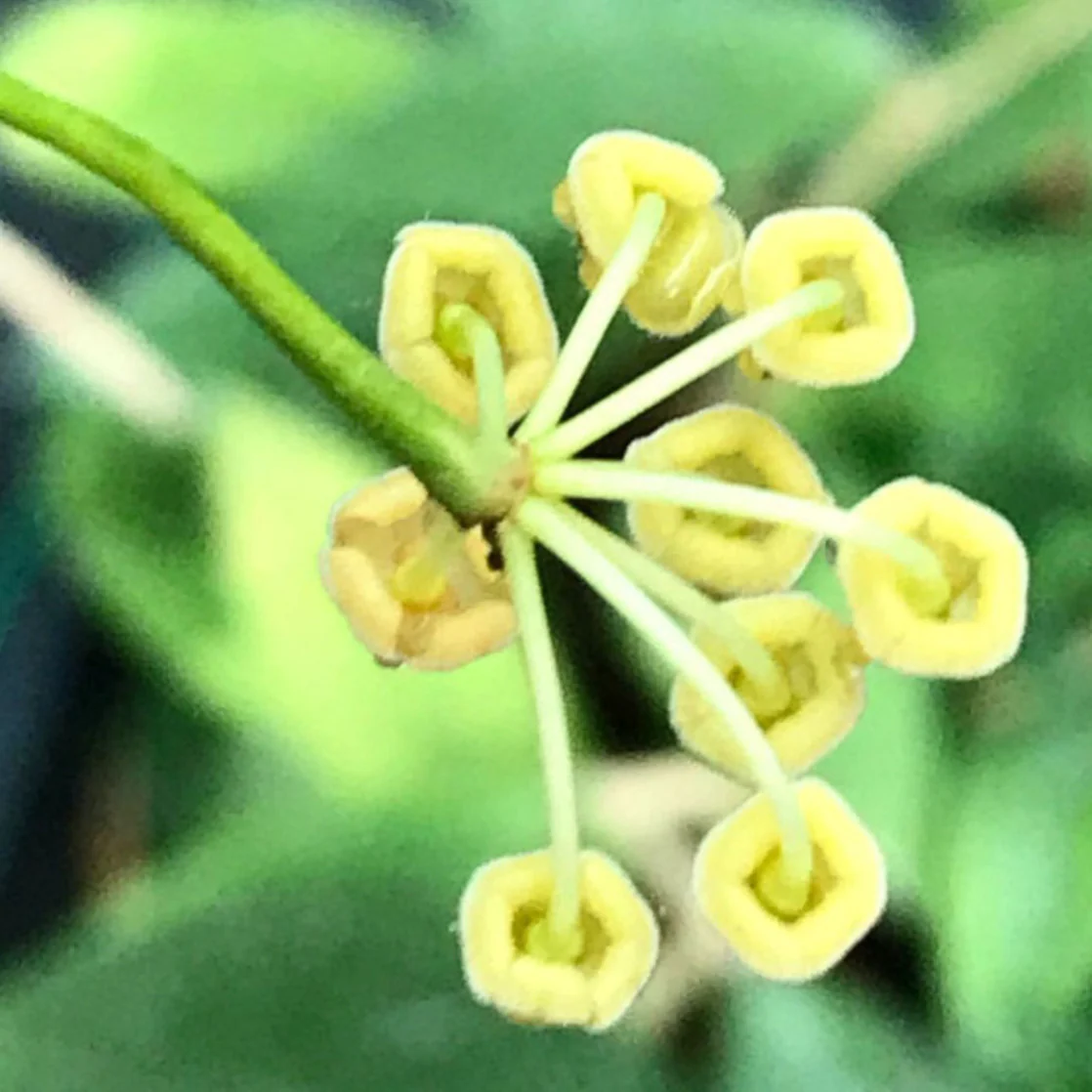 Hoya tsangii (variegata) H214 - Image 4