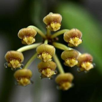 Hoya tsangii albomarginata H195 - Image 3