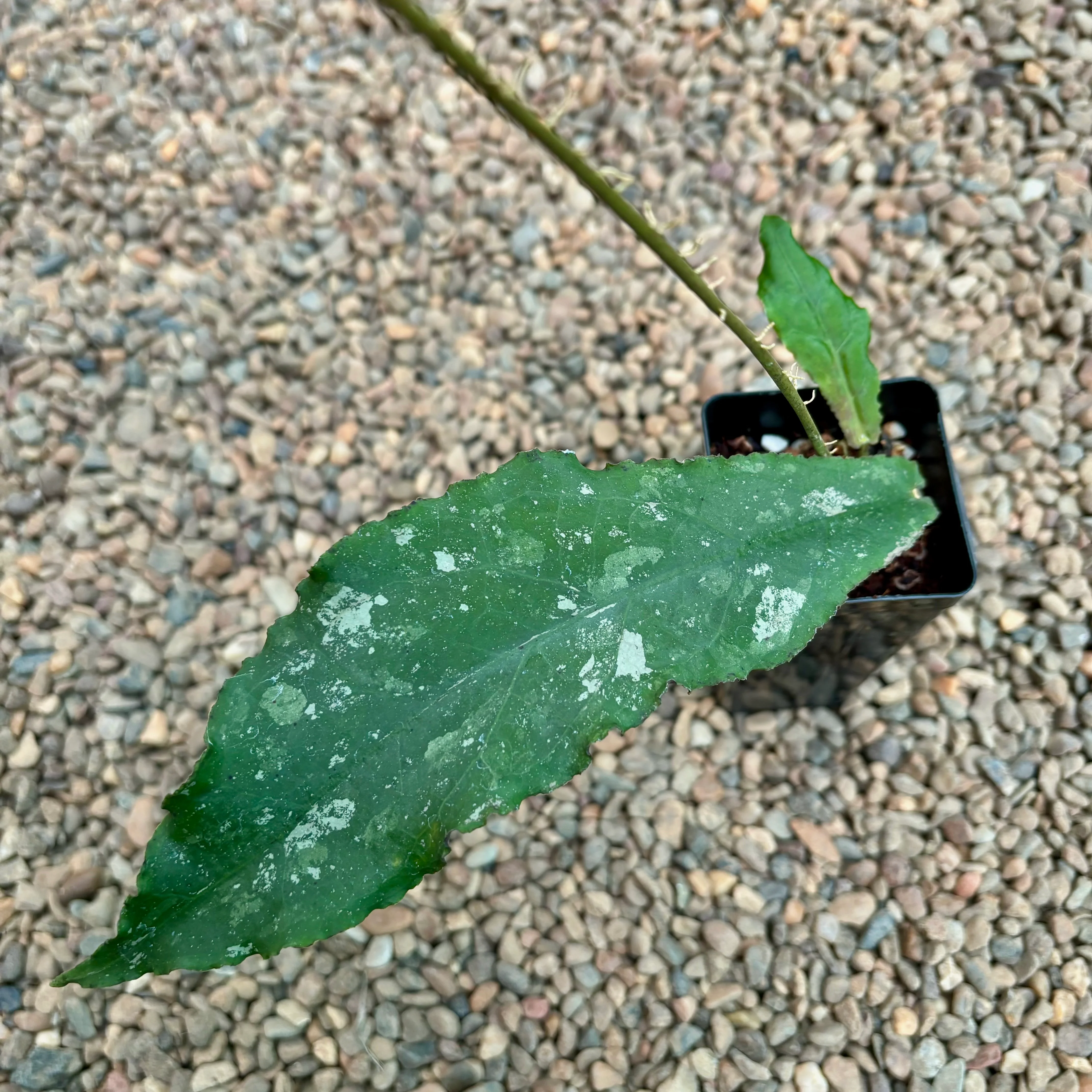 Hoya undulata H393 - Image 9