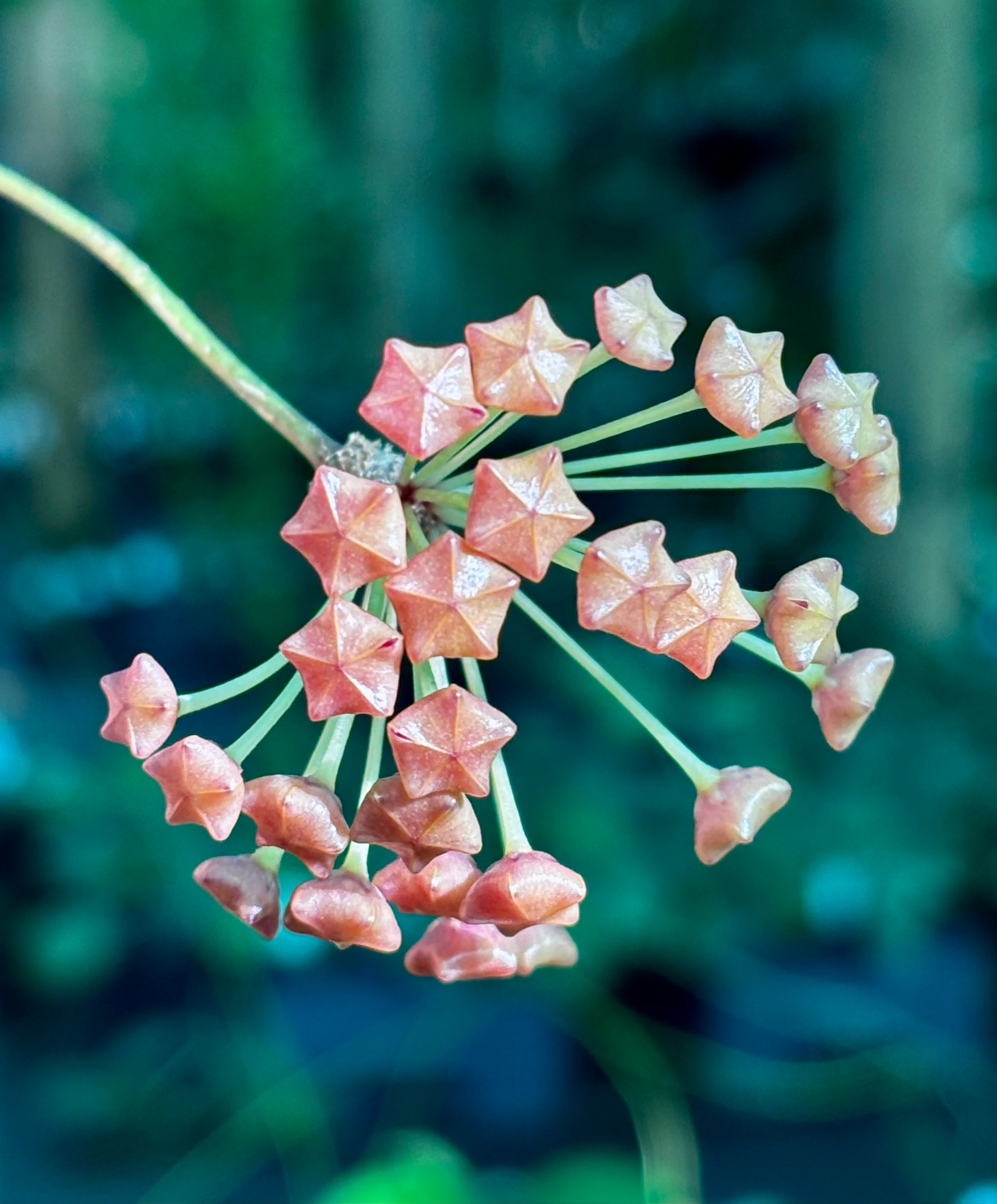 Hoya valmayoriana IML 0831 H87 - Image 3