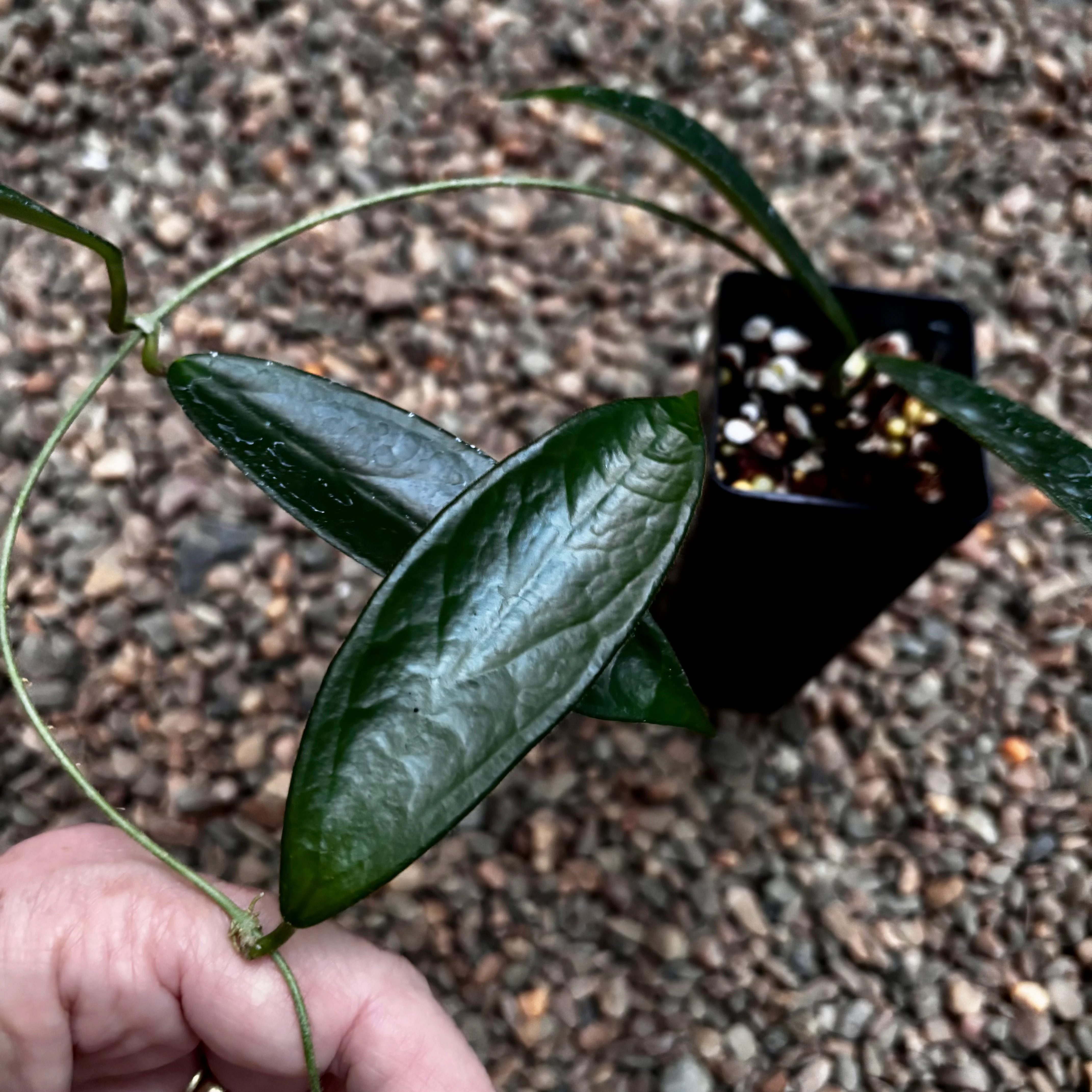 Hoya vangviengiensis H432 - Image 2