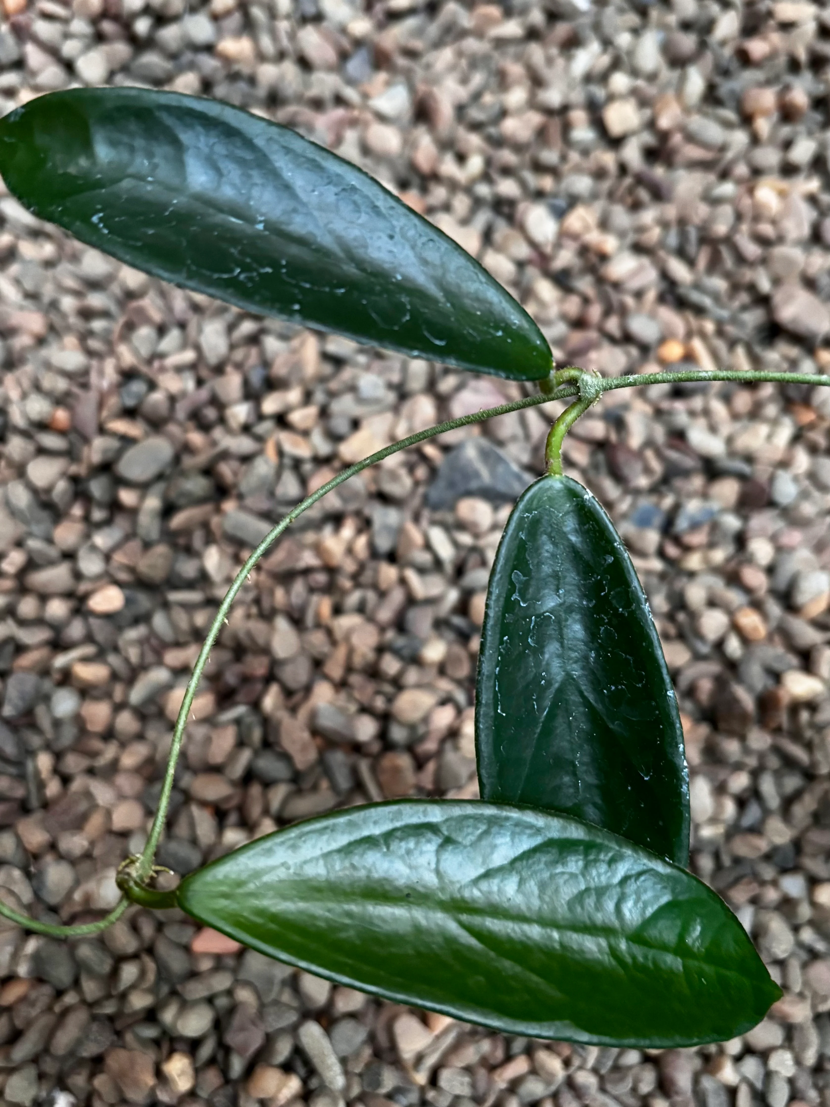 Hoya vangviengiensis H432 - Image 3