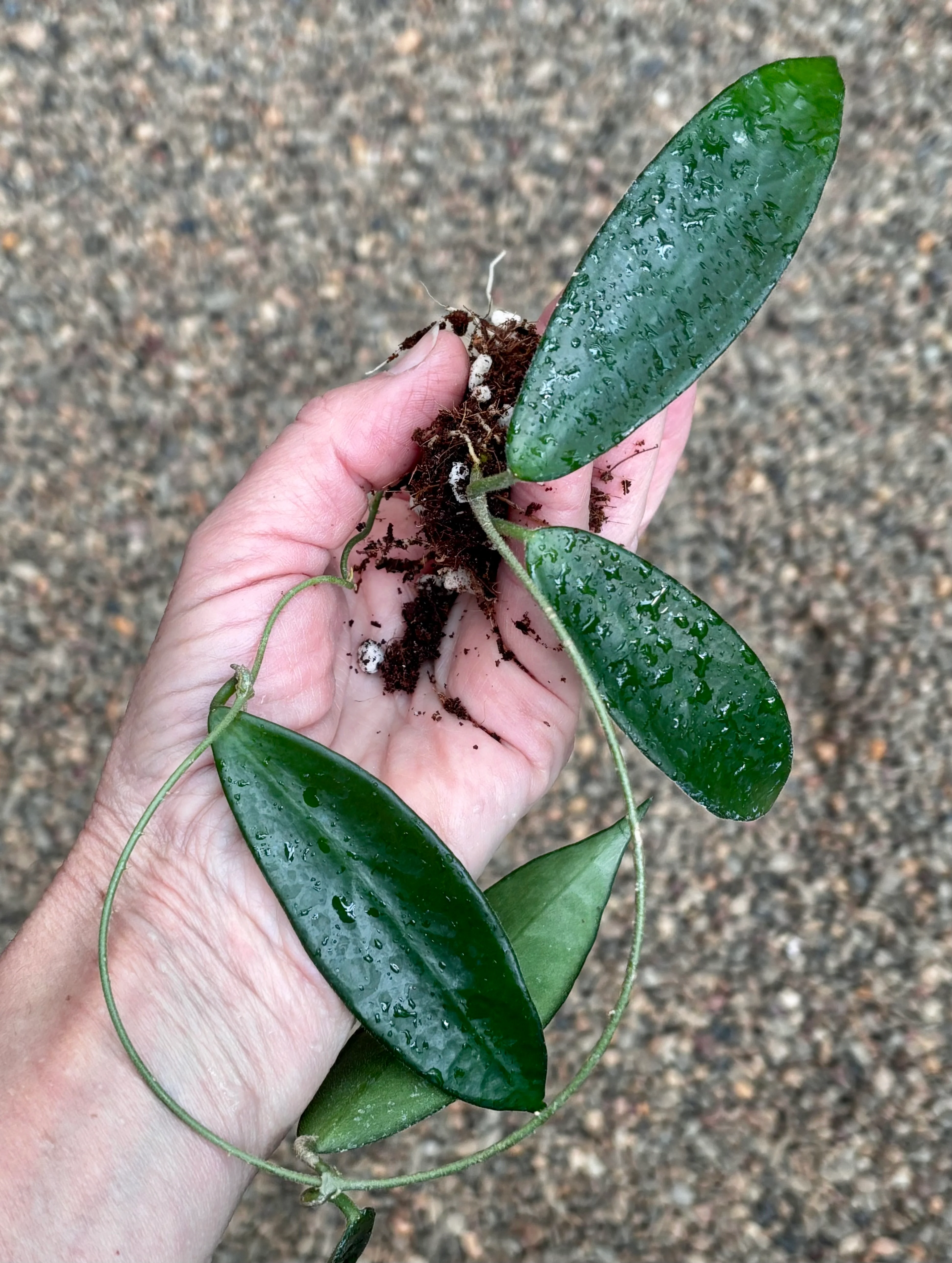 Hoya vangviengiensis H432 - Image 4