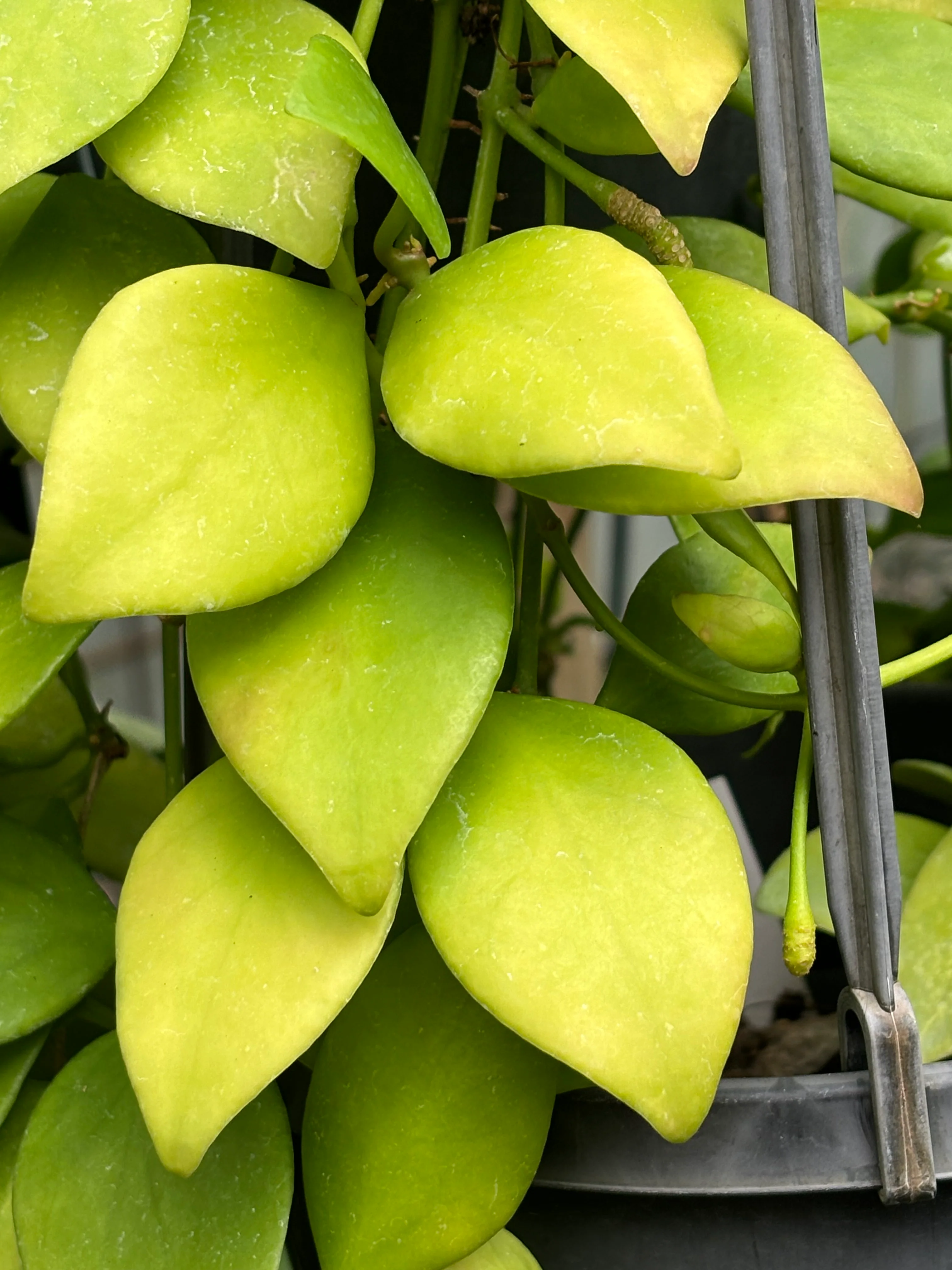 Hoya vanuatuensis H5 - Image 2