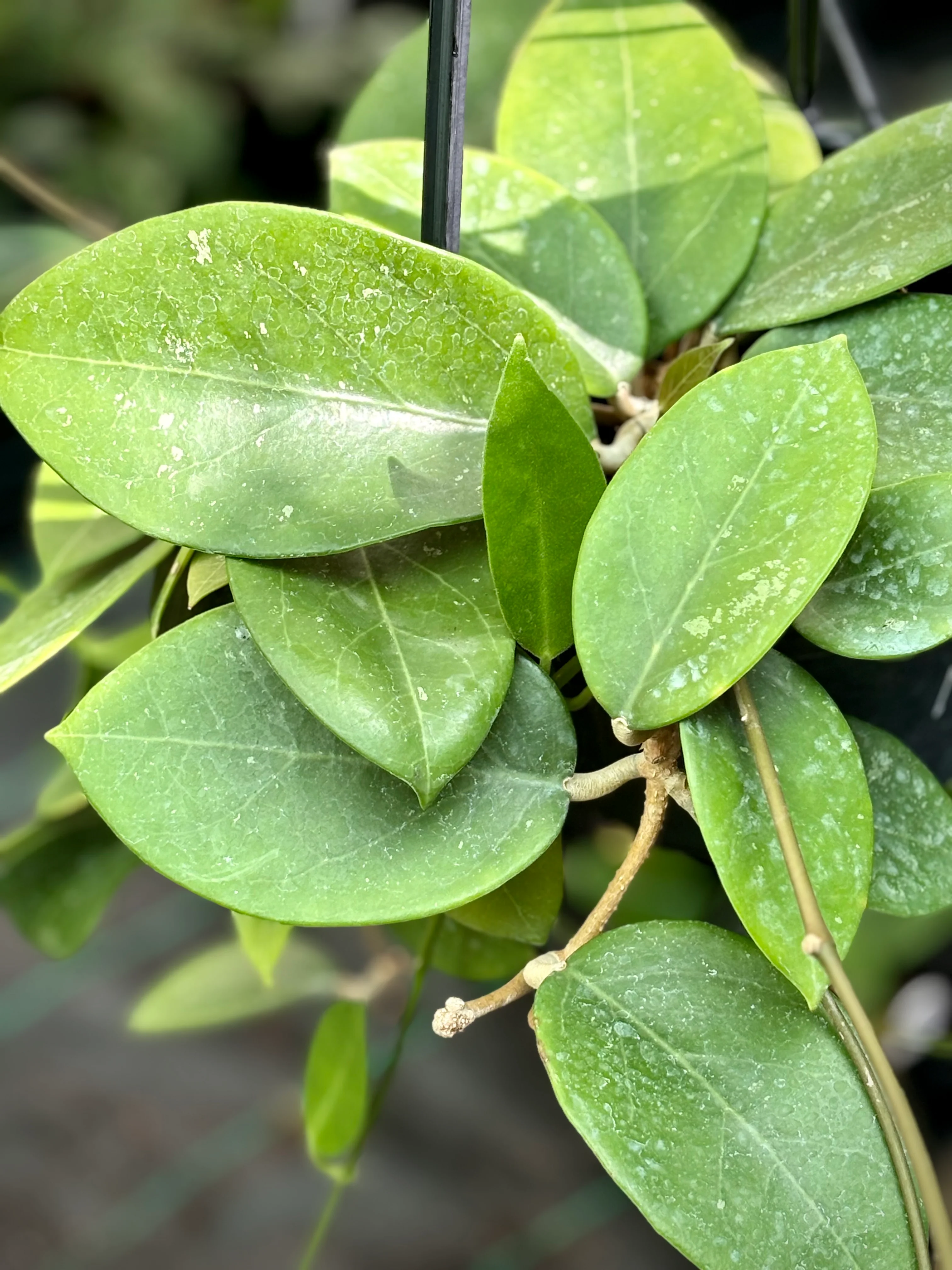 Hoya verticillata H205 - Image 3