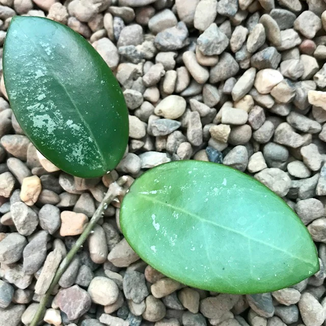 Hoya verticillata var. hendersonii H314 - Image 6