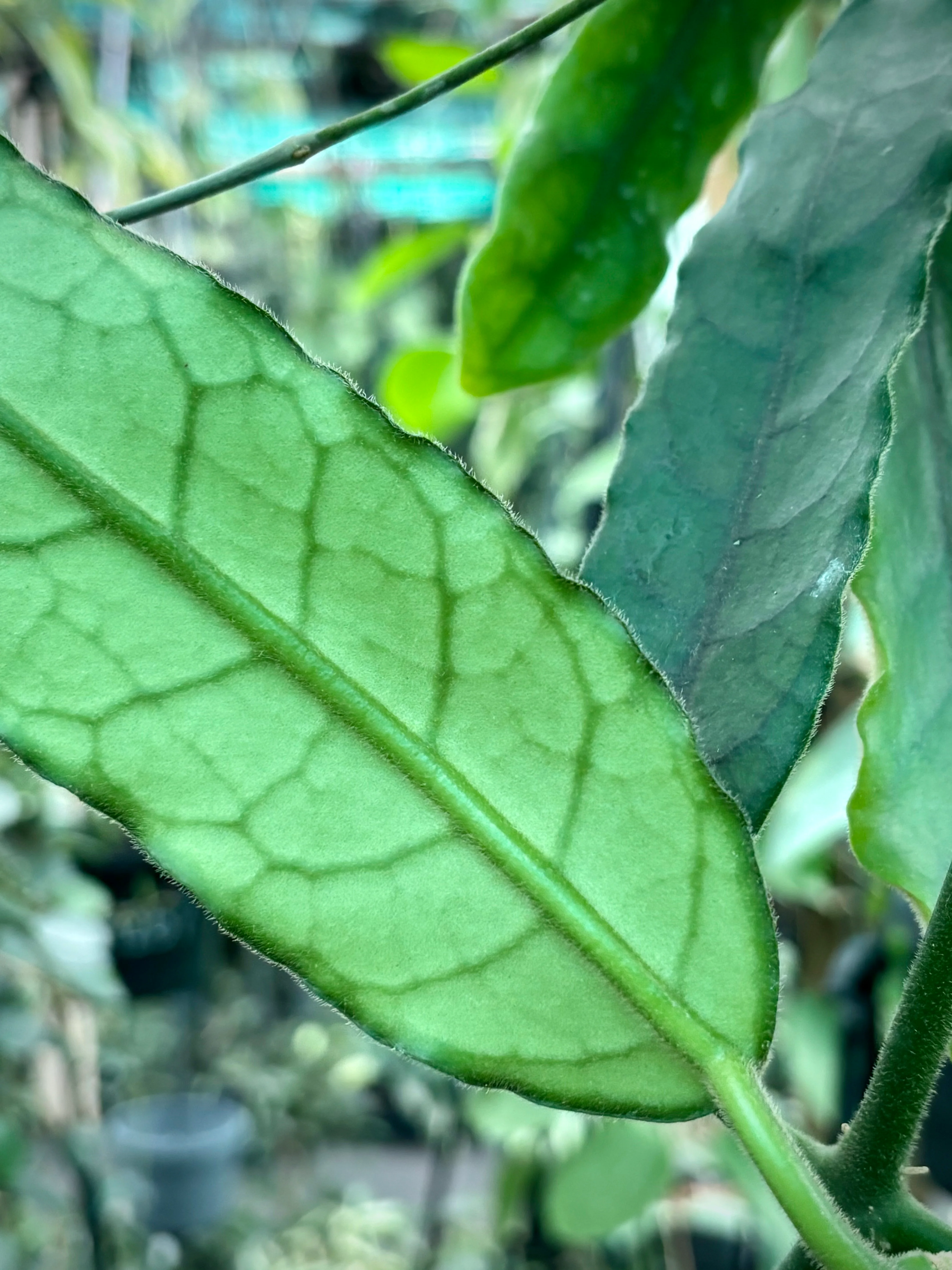 Hoya villosa H268 - Image 2