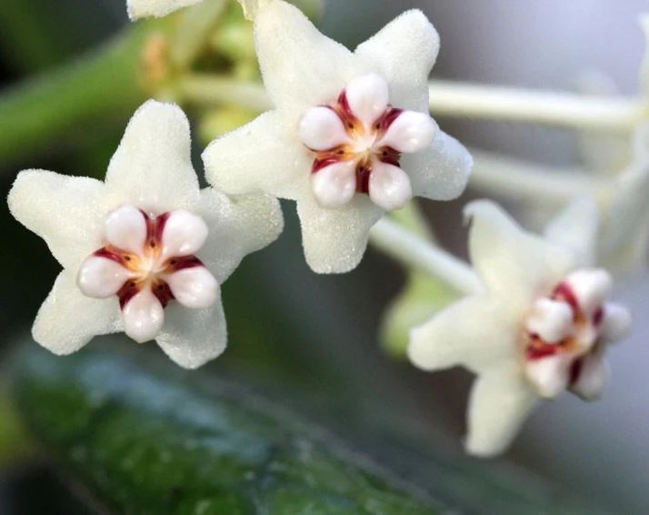 Hoya villosa H268 - Image 4