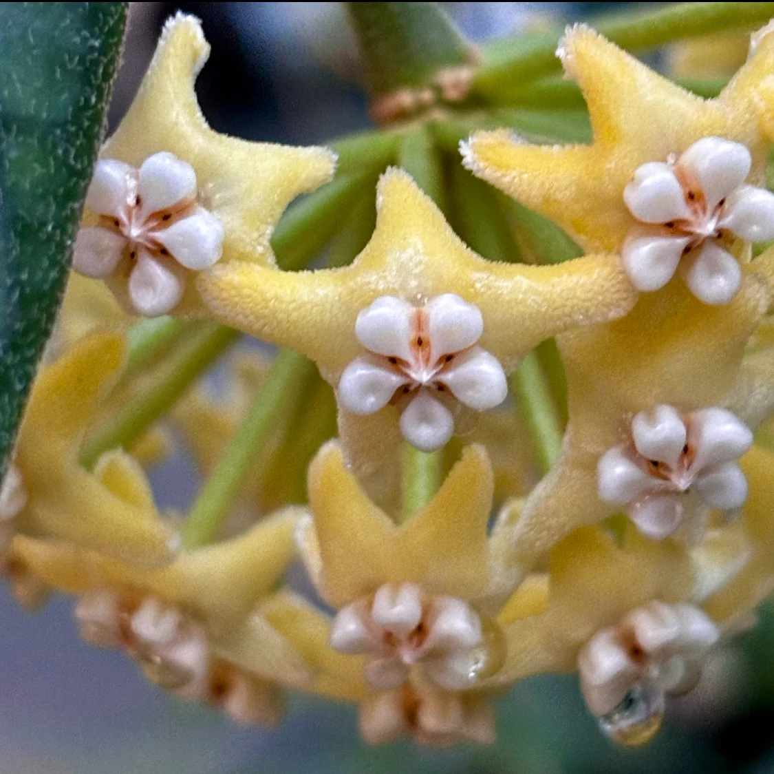 Hoya villosa Vietnam IML 1663 H156 - Image 11