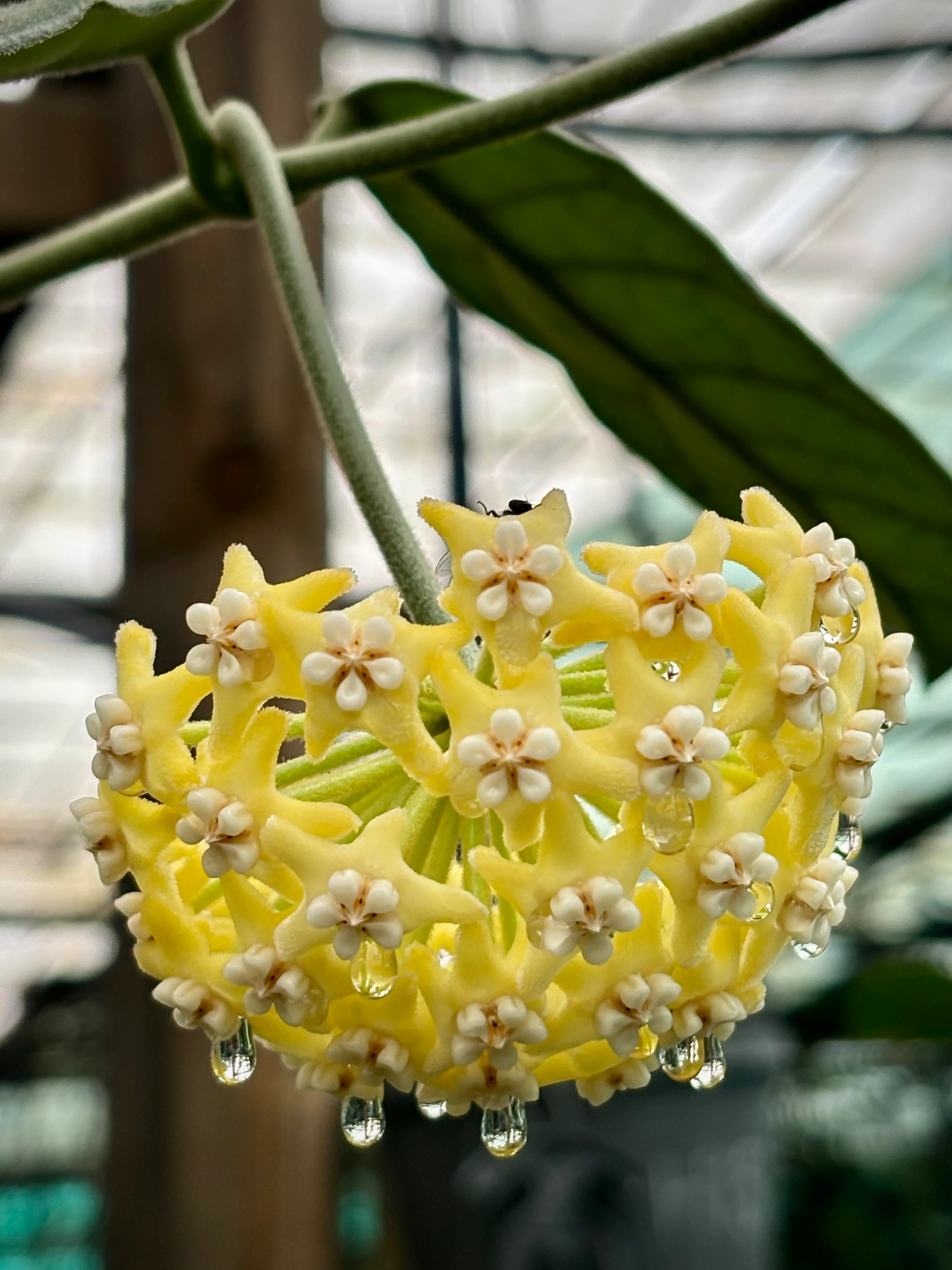 Hoya villosa Vietnam IML 1663 H156 - Image 15