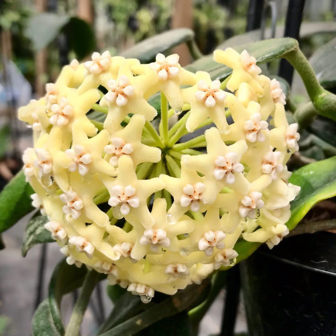 Hoya villosa Vietnam IML 1663 H156 - Image 3